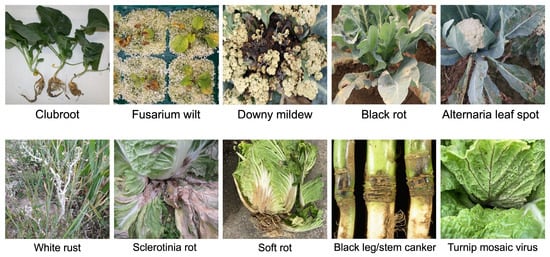 Plants 14 03765 g002