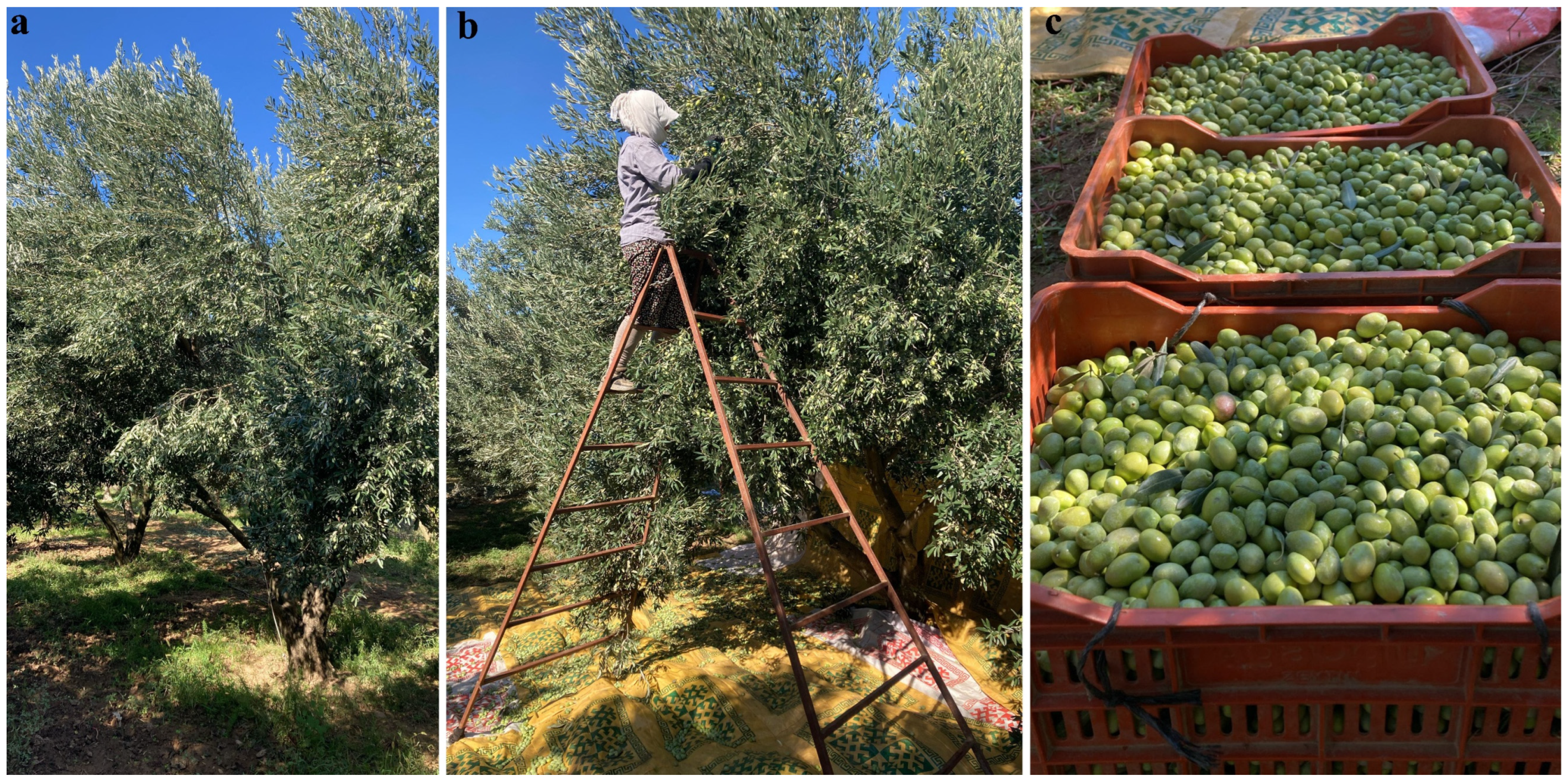 Plants 14 03774 g001