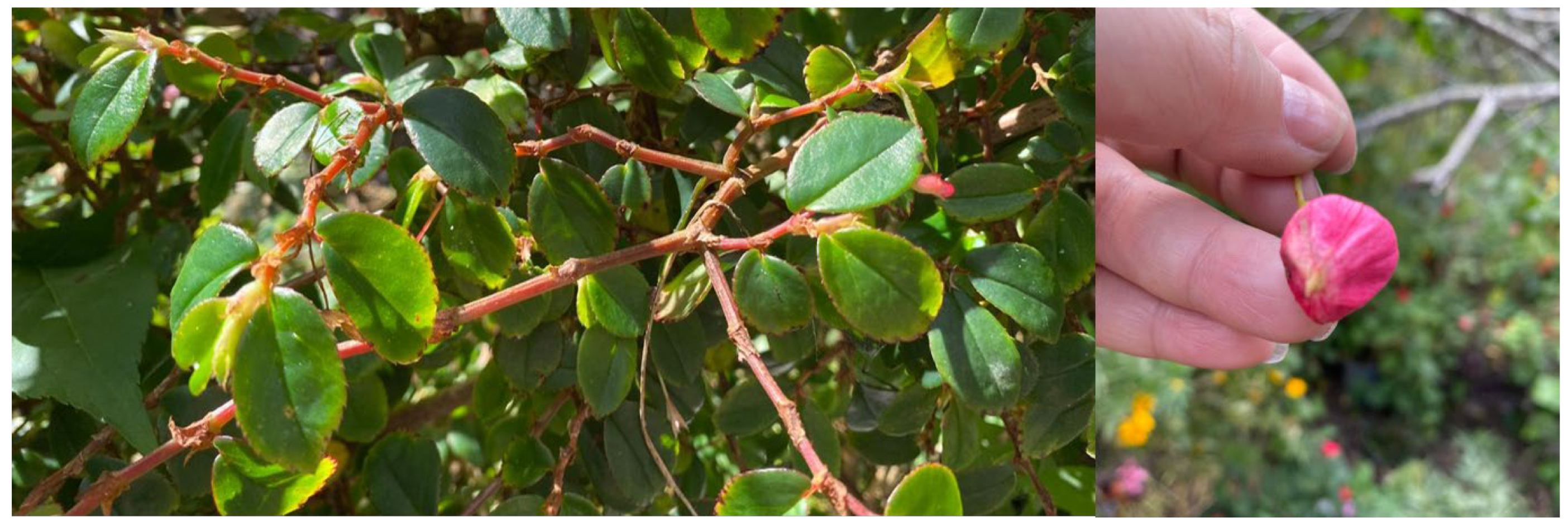 Plants 14 03779 g001