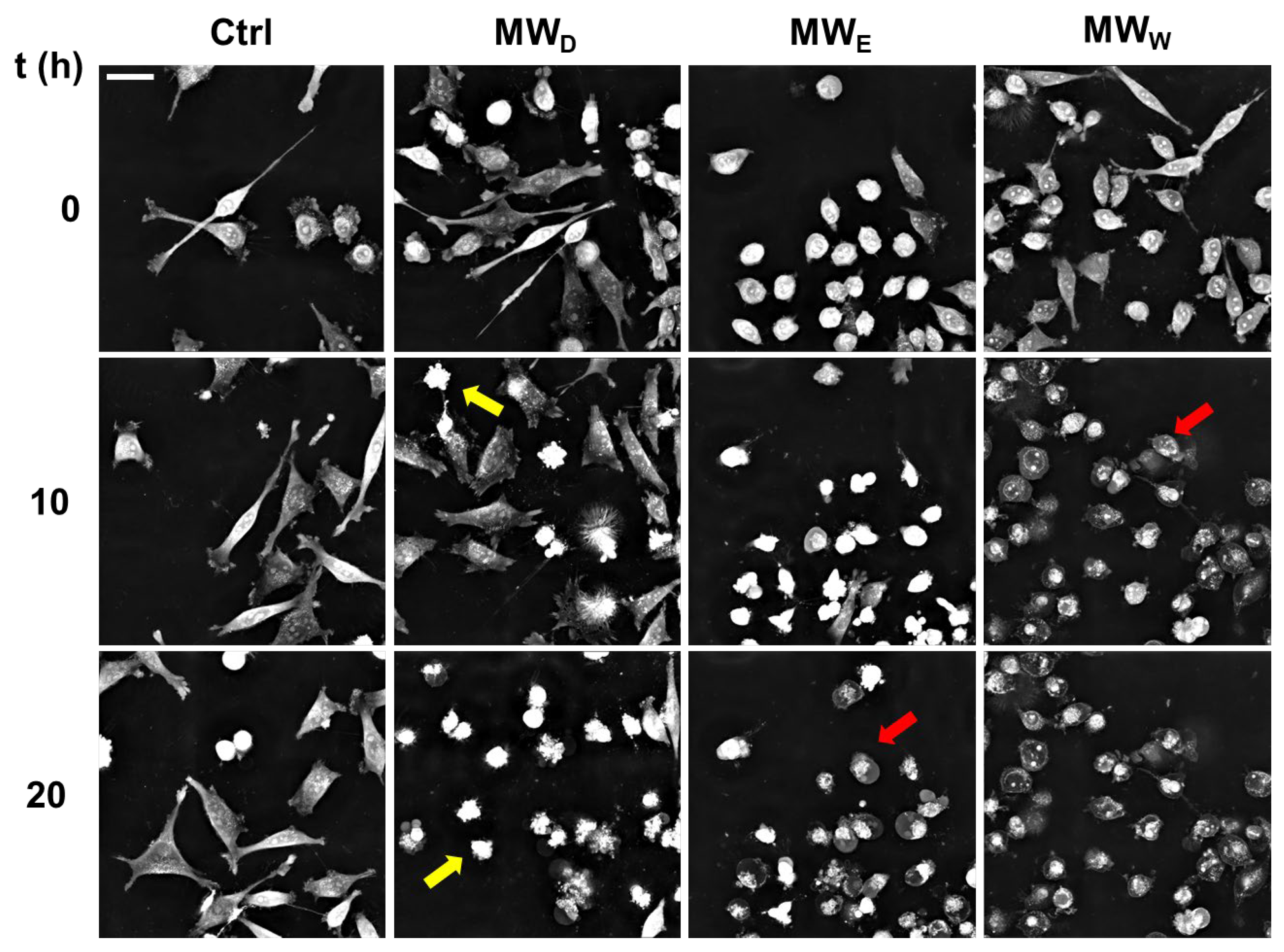 Plants 14 03779 g008