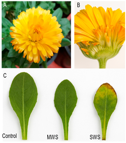 Plants 14 03809 i001