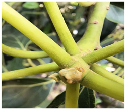 Plants 14 03822 i001