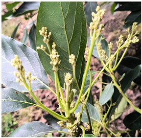 Plants 14 03822 i002