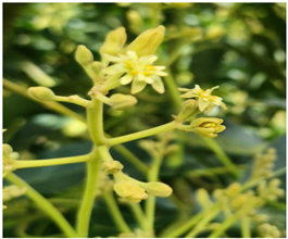 Plants 14 03822 i003