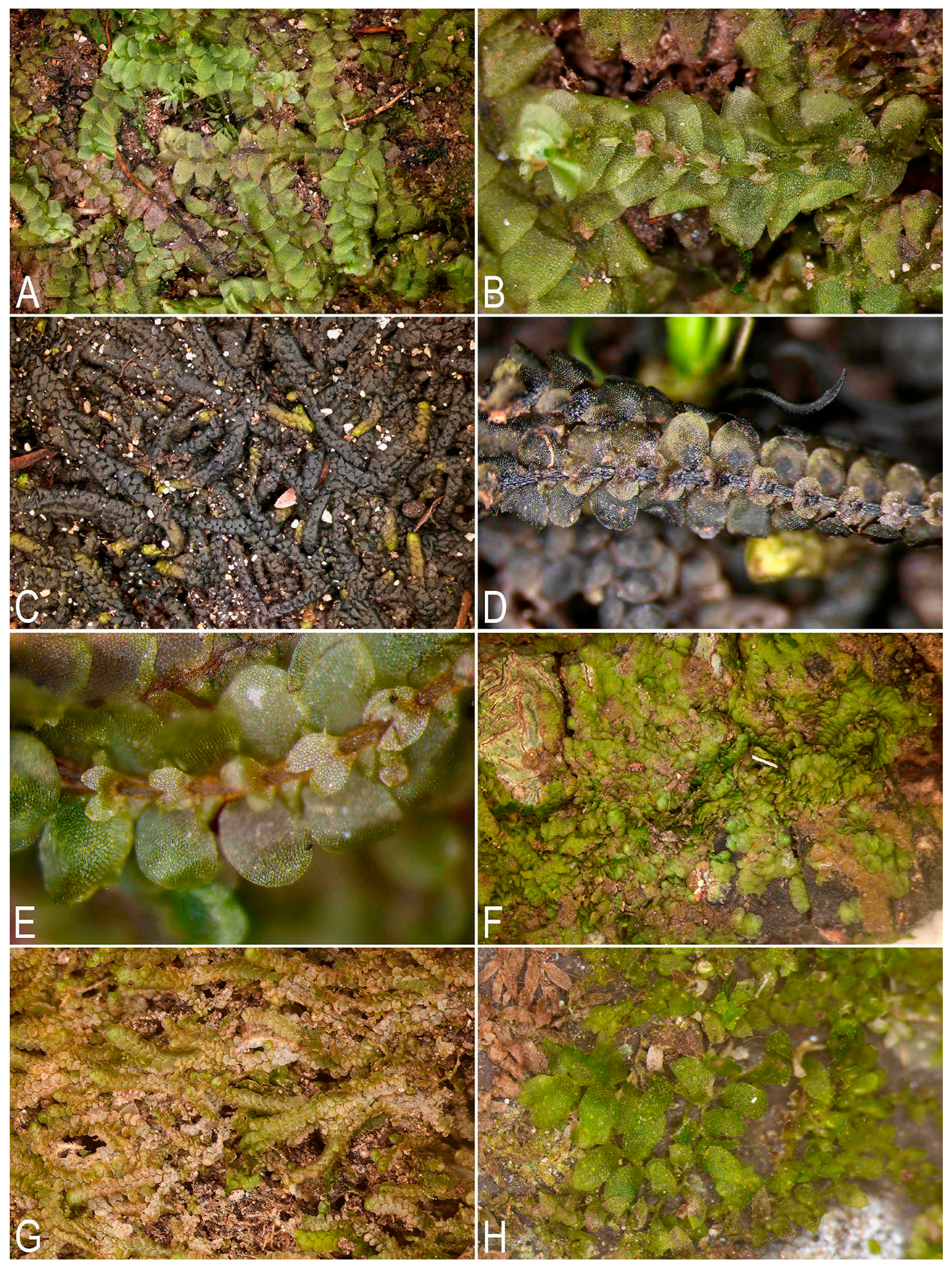 Plants 14 03832 g001