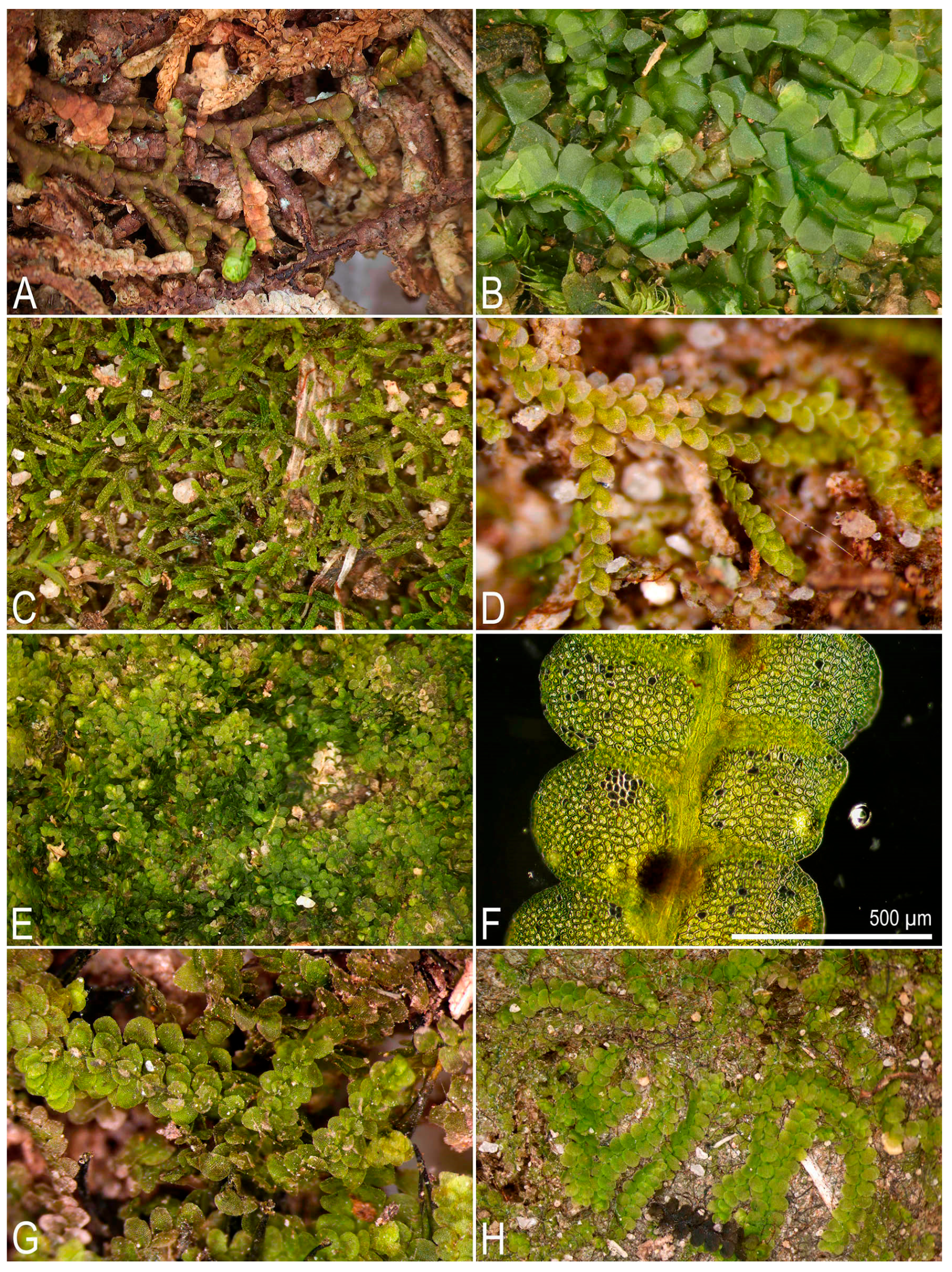 Plants 14 03832 g003