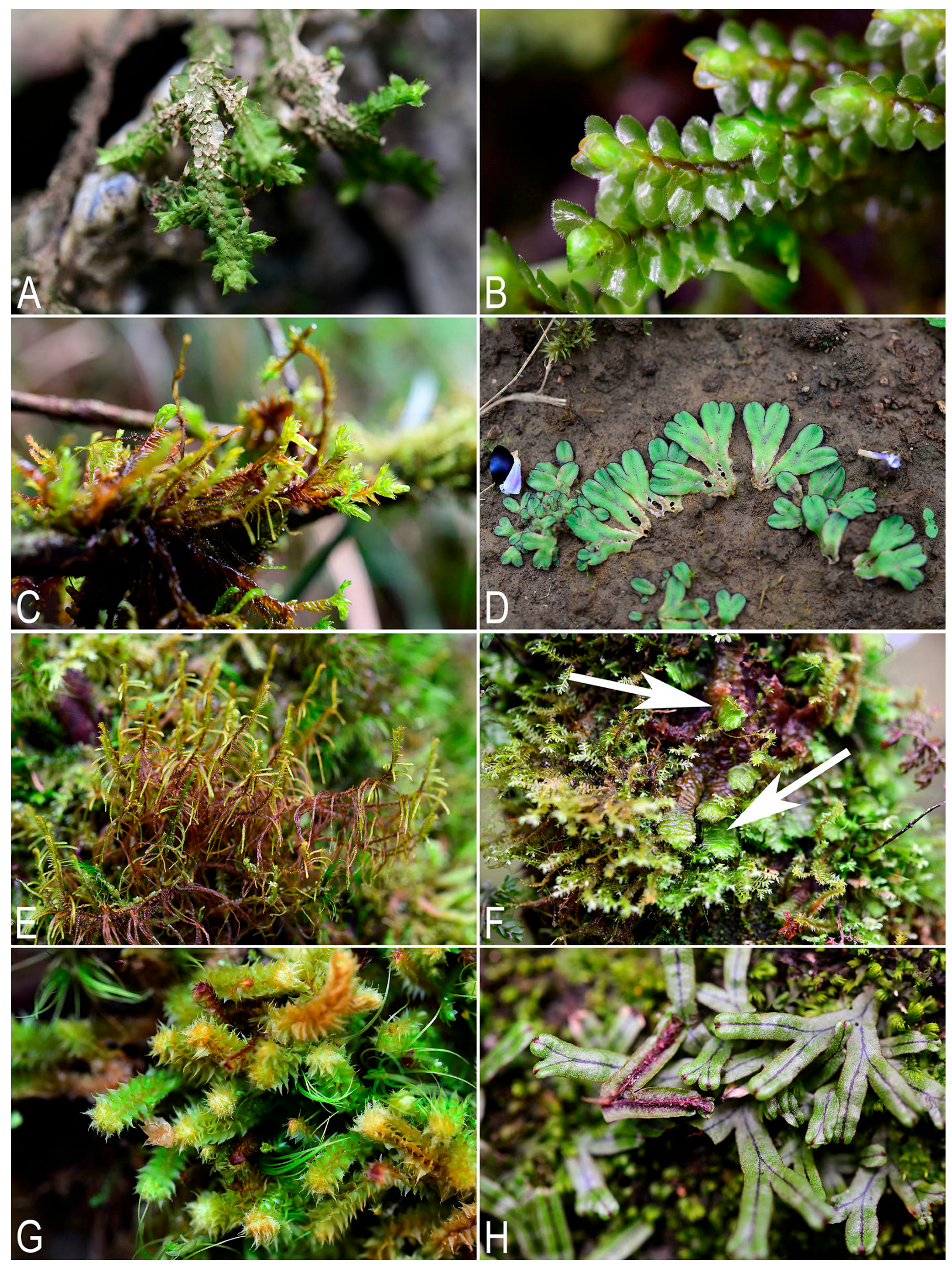 Plants 14 03832 g004