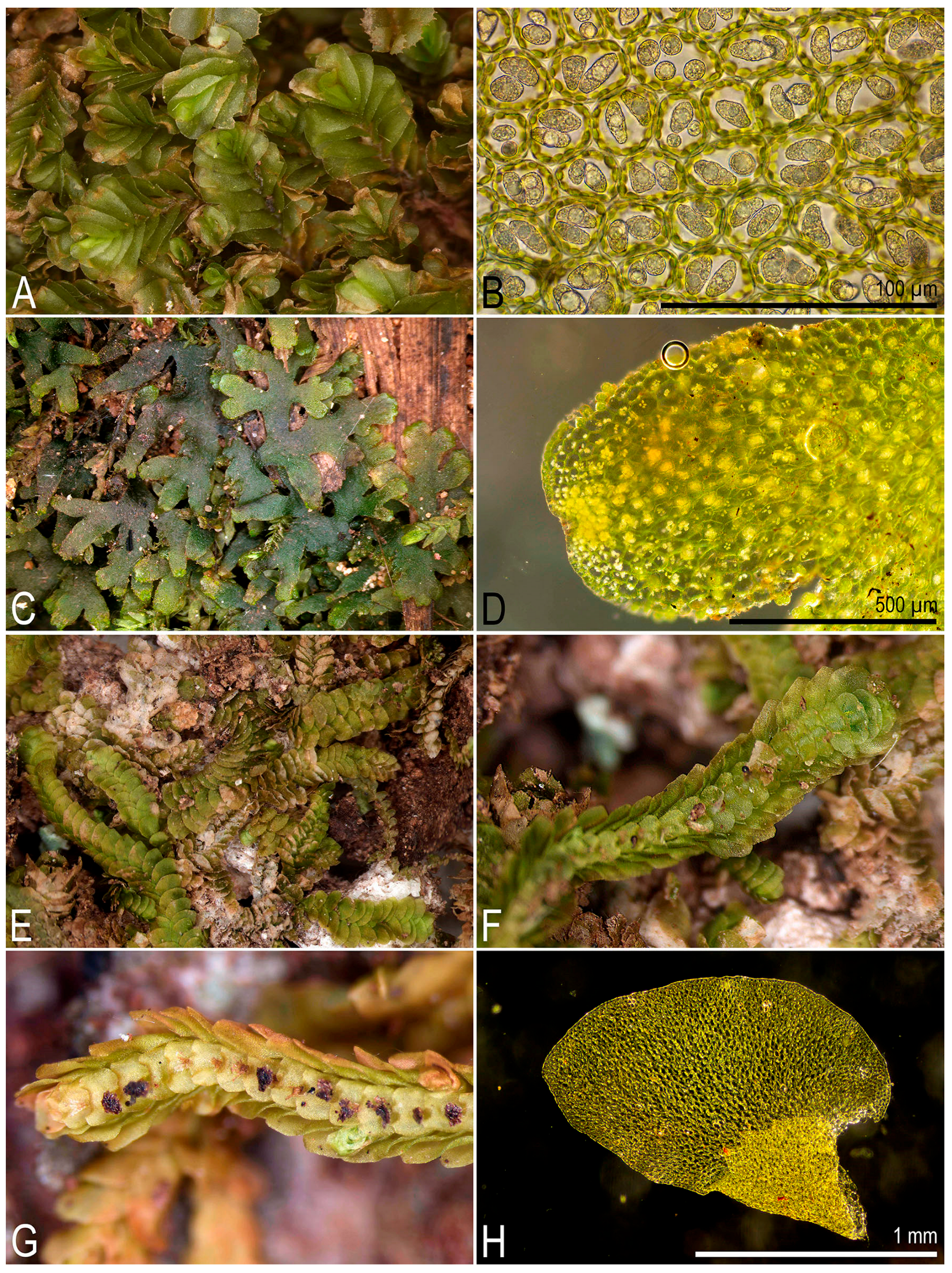 Plants 14 03832 g006