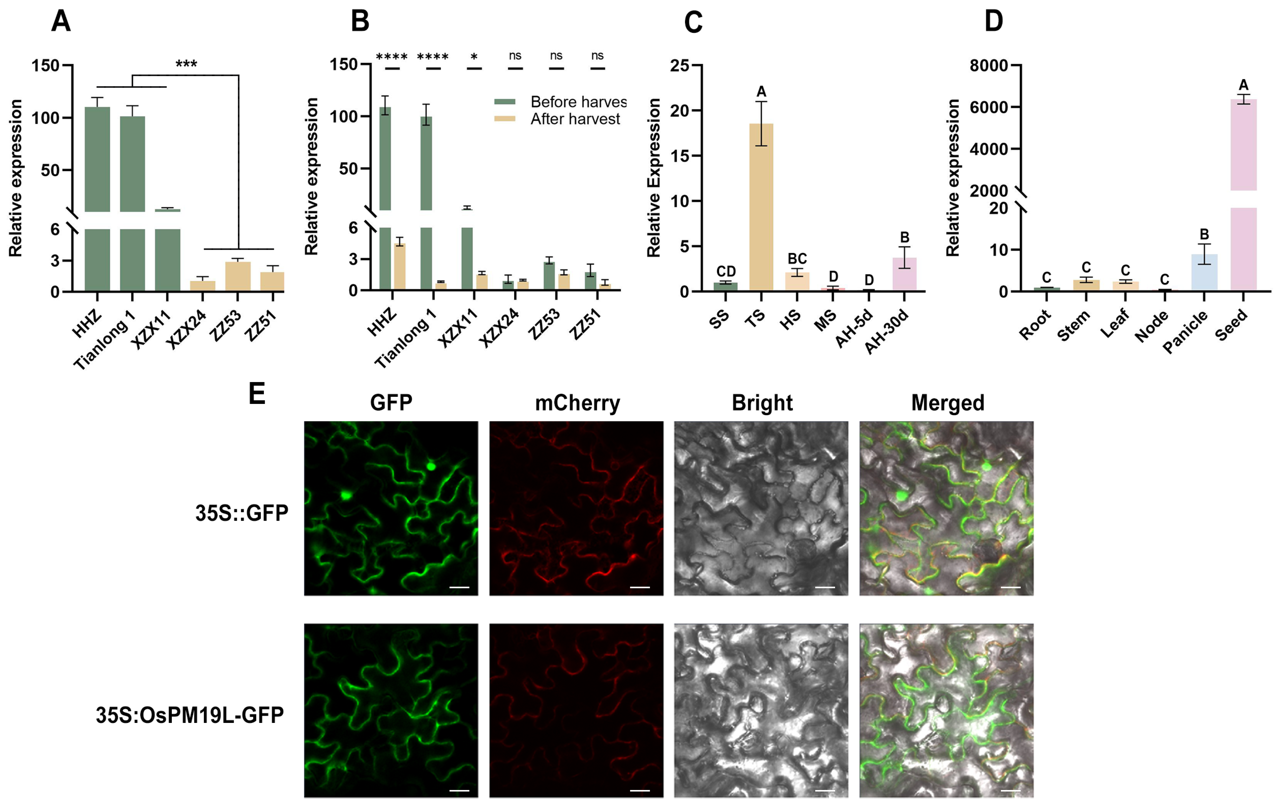 Plants 14 03843 g001