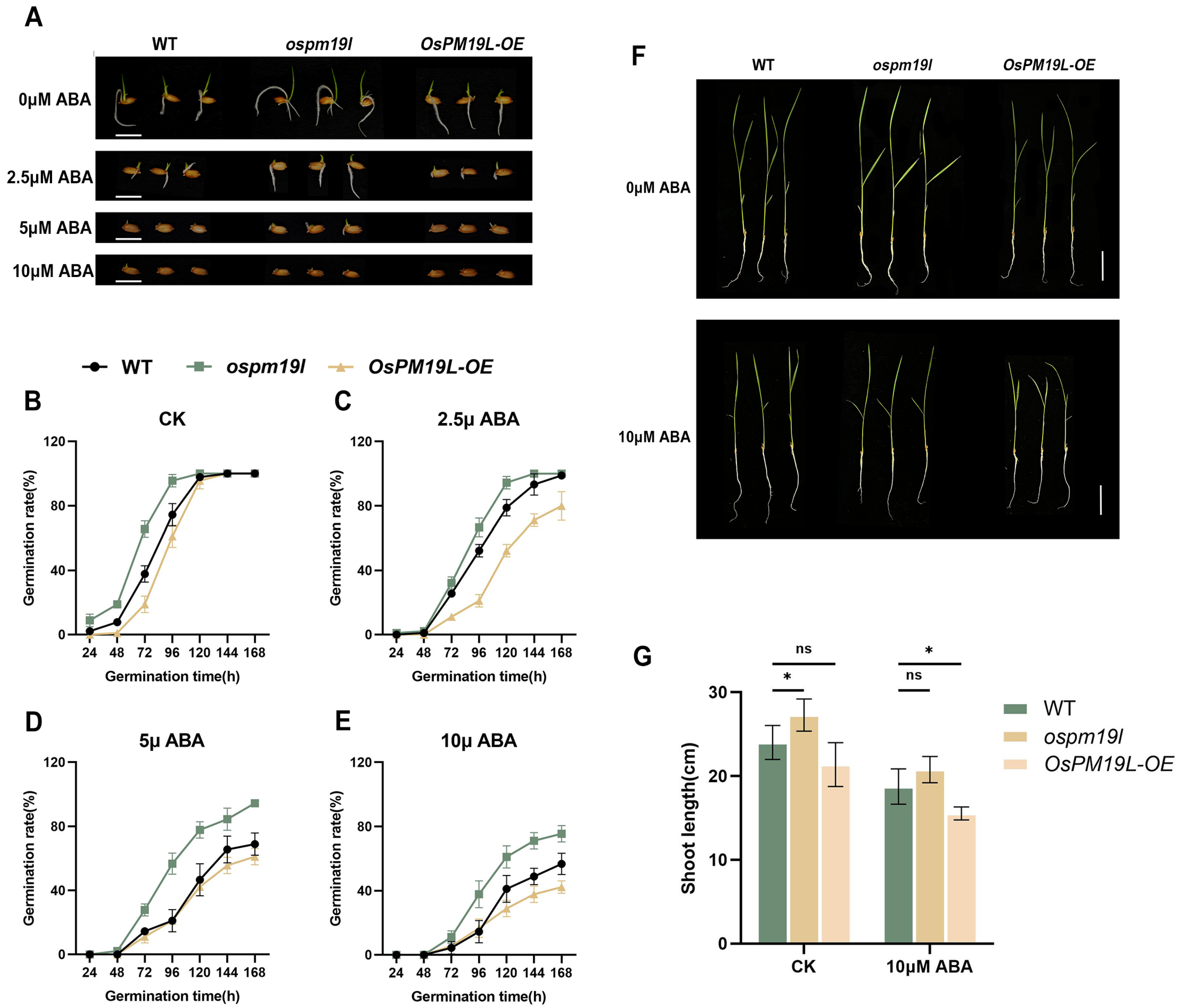 Plants 14 03843 g003