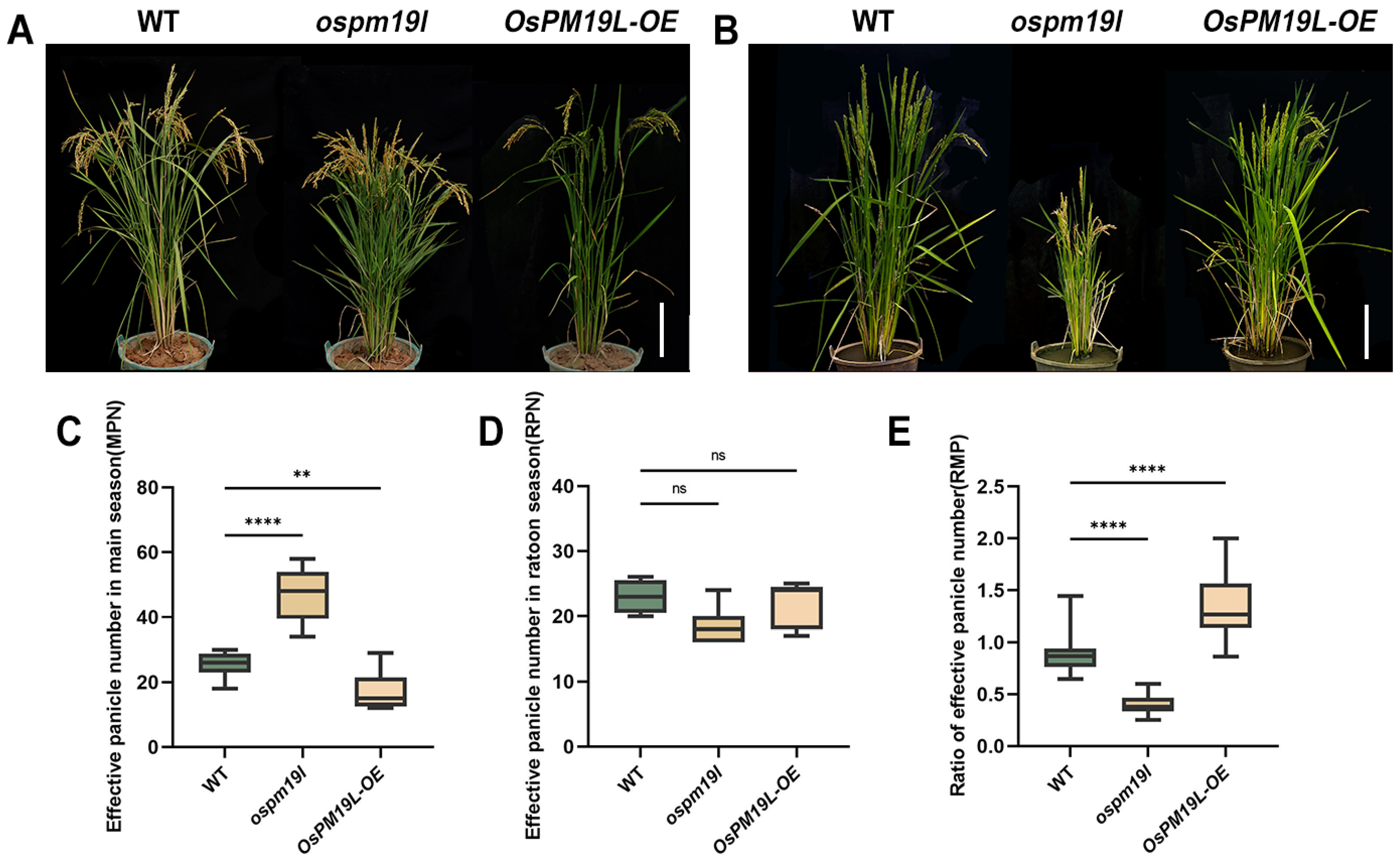 Plants 14 03843 g004