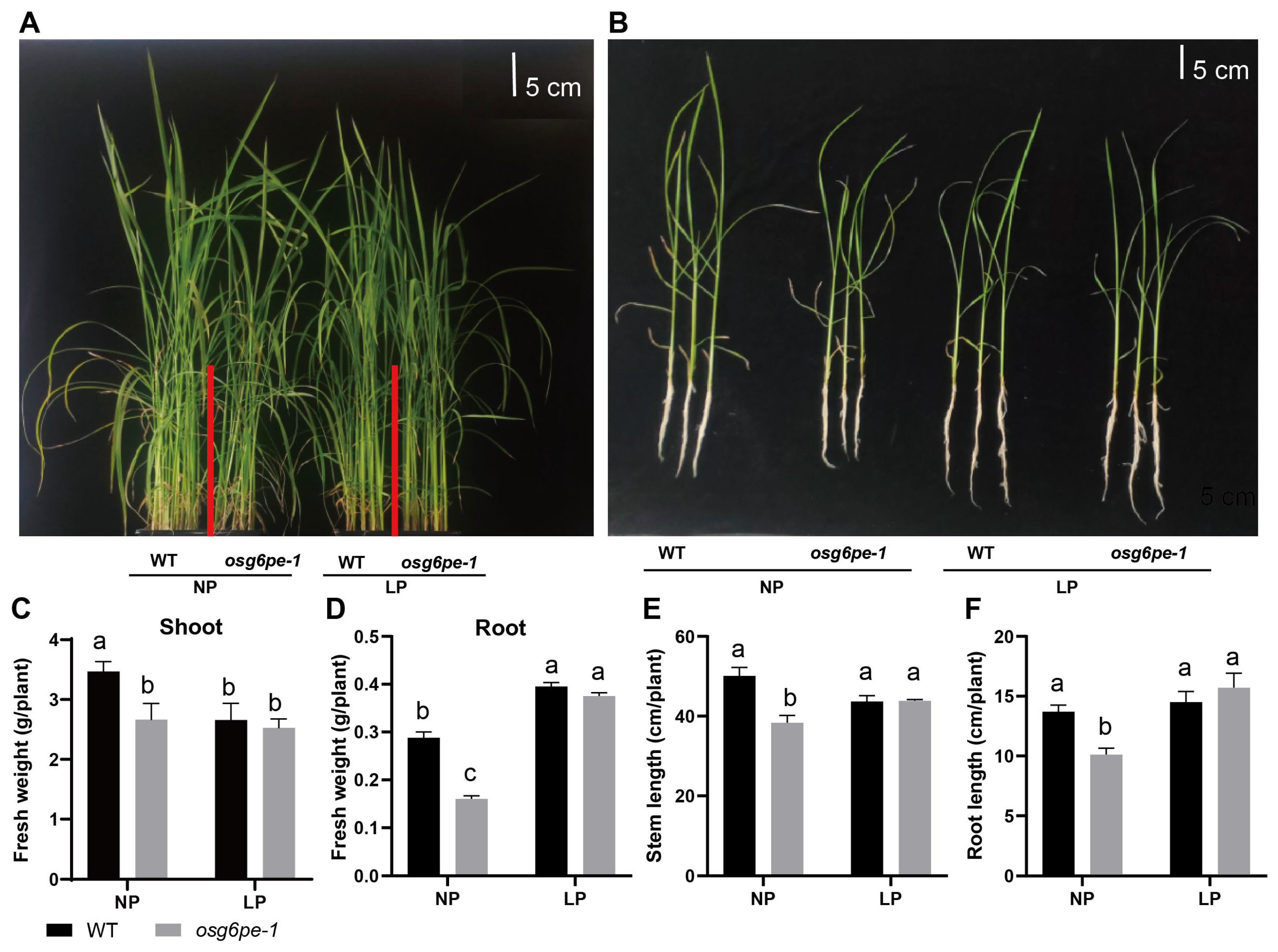 Plants 14 03869 g003