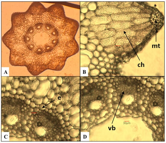 Anatomical features of the stem in E. arvense. (A)—Cross section of the stem; (B)—mechanical tissue (mt) and chlorenchyma (ch); (C)—vascular bundles with endodermis (e); (D)—vascular bundles (vb) with part of the central cavity of the stem.