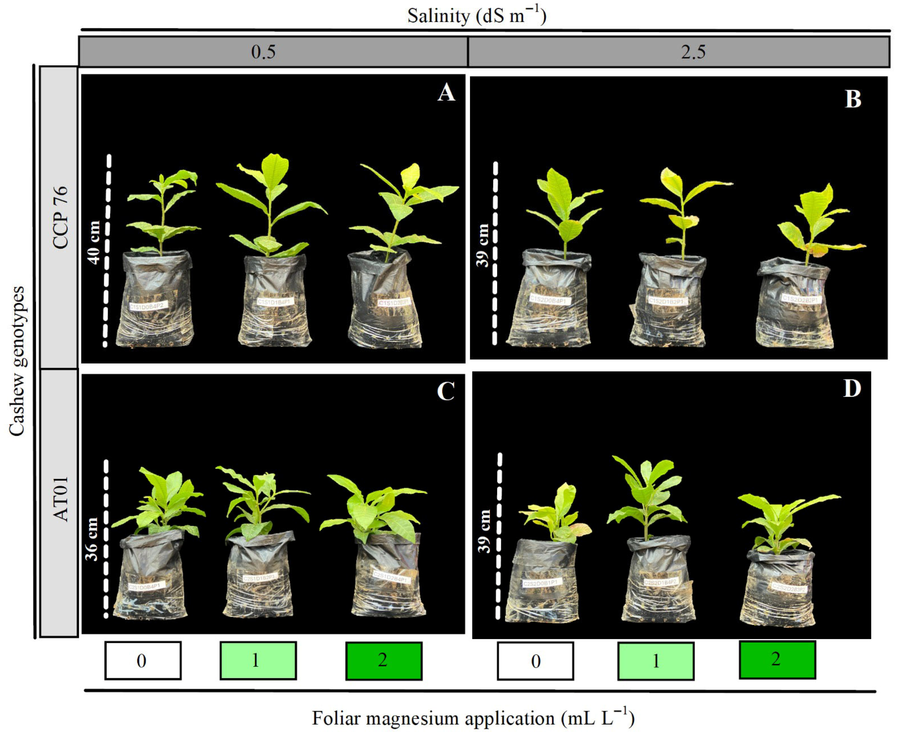 Plants 15 00037 g001 Plants 15 00037 g001