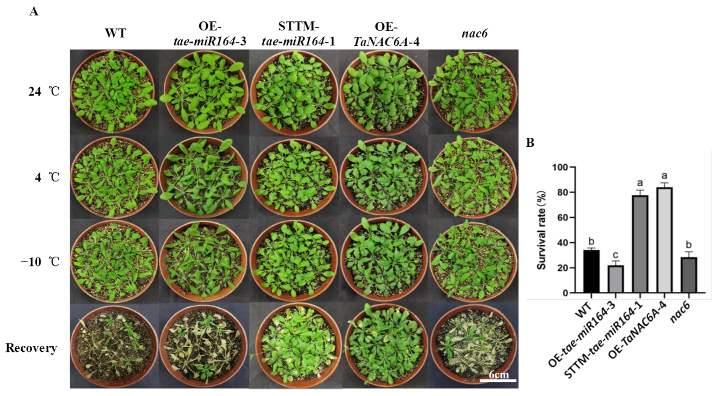 Plants 15 00041 g007 Plants 15 00041 g007