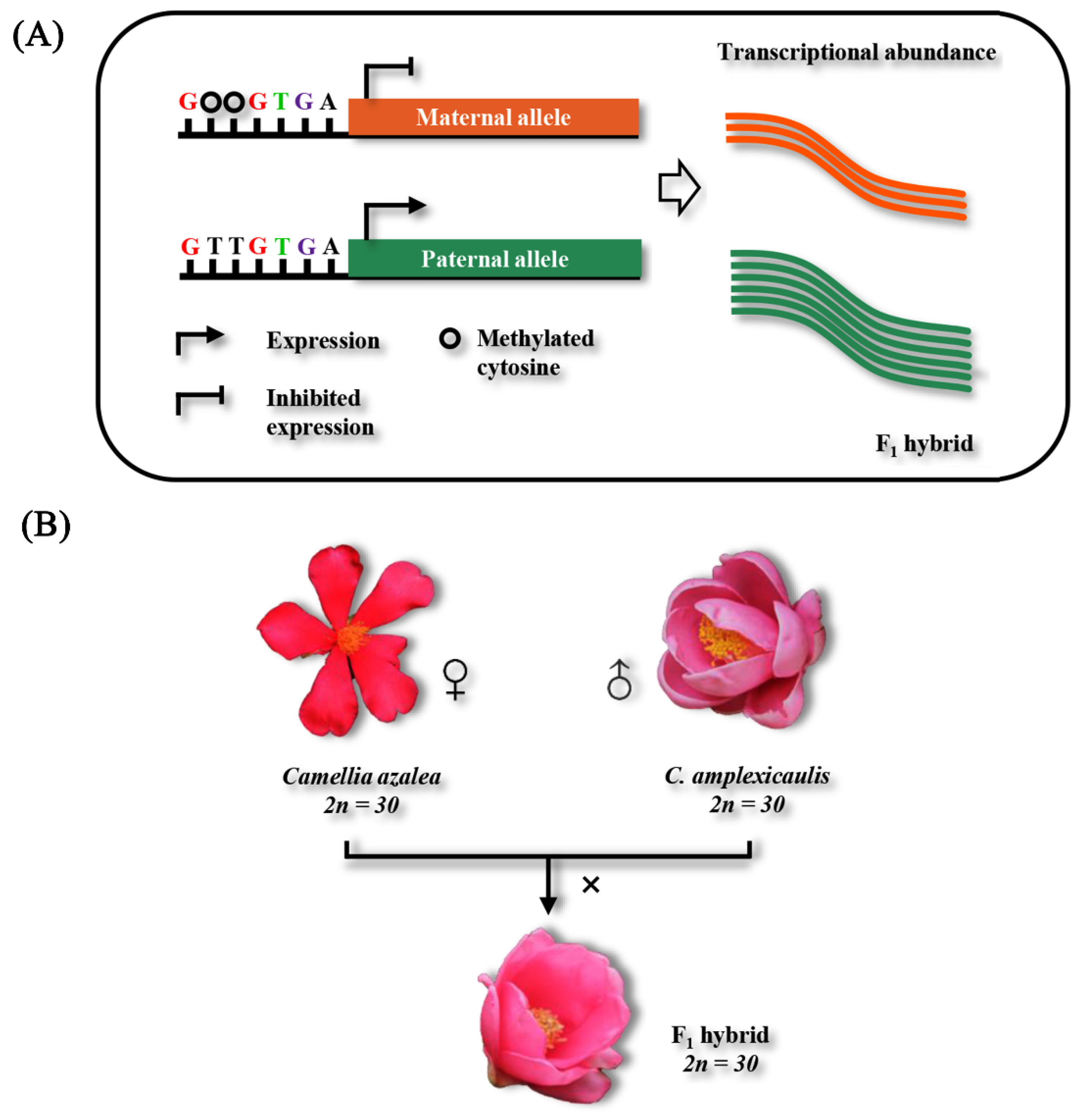 Plants 15 00094 g001