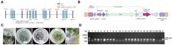 Construction of the CRISPR/Cas9 vector targeting pds, transformation workflow, and molecular verification in potato. (A) Schematic representation of the pds target site, with the sgRNA located in exon 4. The protospacer, PAM motif, and predicted Cas9 cleavage site were indicated. (B) Map of the binary vector pCAMBIA2300-CAS9-8964. (C) Workflow of Agrobacterium-mediated transformation in potato. (D) Representative diagnostic PCR of T-DNA insertion using primers 8964-F/8964-R. WT, no-template control (NTC), and plasmid-positive control (“+”) were shown. M indicates the DNA marker.