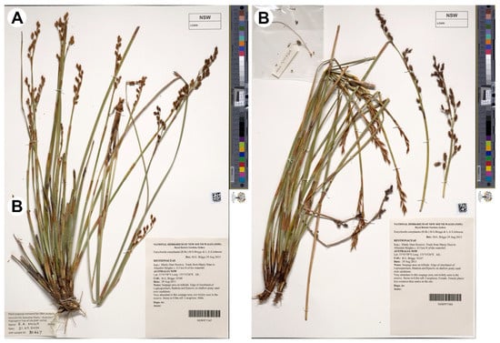 Habit of Eurychorda complanata. (A) Voucher specimen of the examined male plant (NSW 977167). (B) Voucher specimen of the examined female plant (NSW 977564).