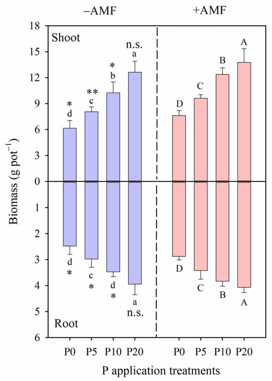 Shoot and root biomass of alfalfa growing in without arbuscular mycorrhizal fungi inoculation (−AMF) and with AMF inoculation (+AMF) under different phosphorus (P) application rates (P0: 0 mg kg−1, P5: 5 mg kg−1, P10: 10 mg kg−1, and P20: 20 mg kg−1). The same treatments below. Different lowercase letters and capital letters indicate significant differences among the P application rates under the −AMF and +AMF treatment, respectively. Levels of significance for differences between −AMF and +AMF treatments, which are indicated as: n.s. = not significant, * = p < 0.05, ** = p < 0.01. Vertical dashed lines denote the separation of −AMF and +AMF treatment. Data are reported as arithmetic mean ± standard error (n = 5).