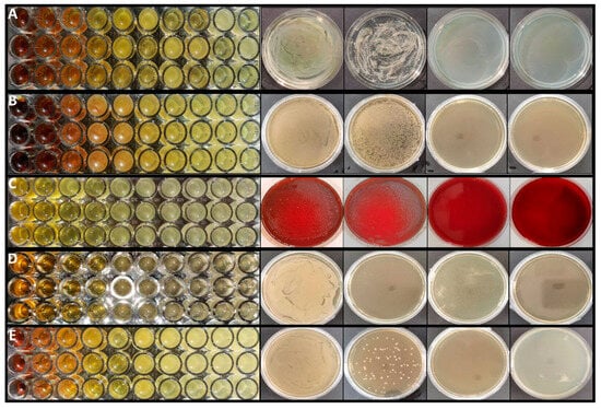 Determination of the antibacterial and bactericidal effects of extract of B. hemsleyana. The MIC and MBC of the (A) C. albicans, (B) E. coli, (C) P. gingivalis, (D) S. aureus, (E) S. mutans by extract of B. hemsleyana.