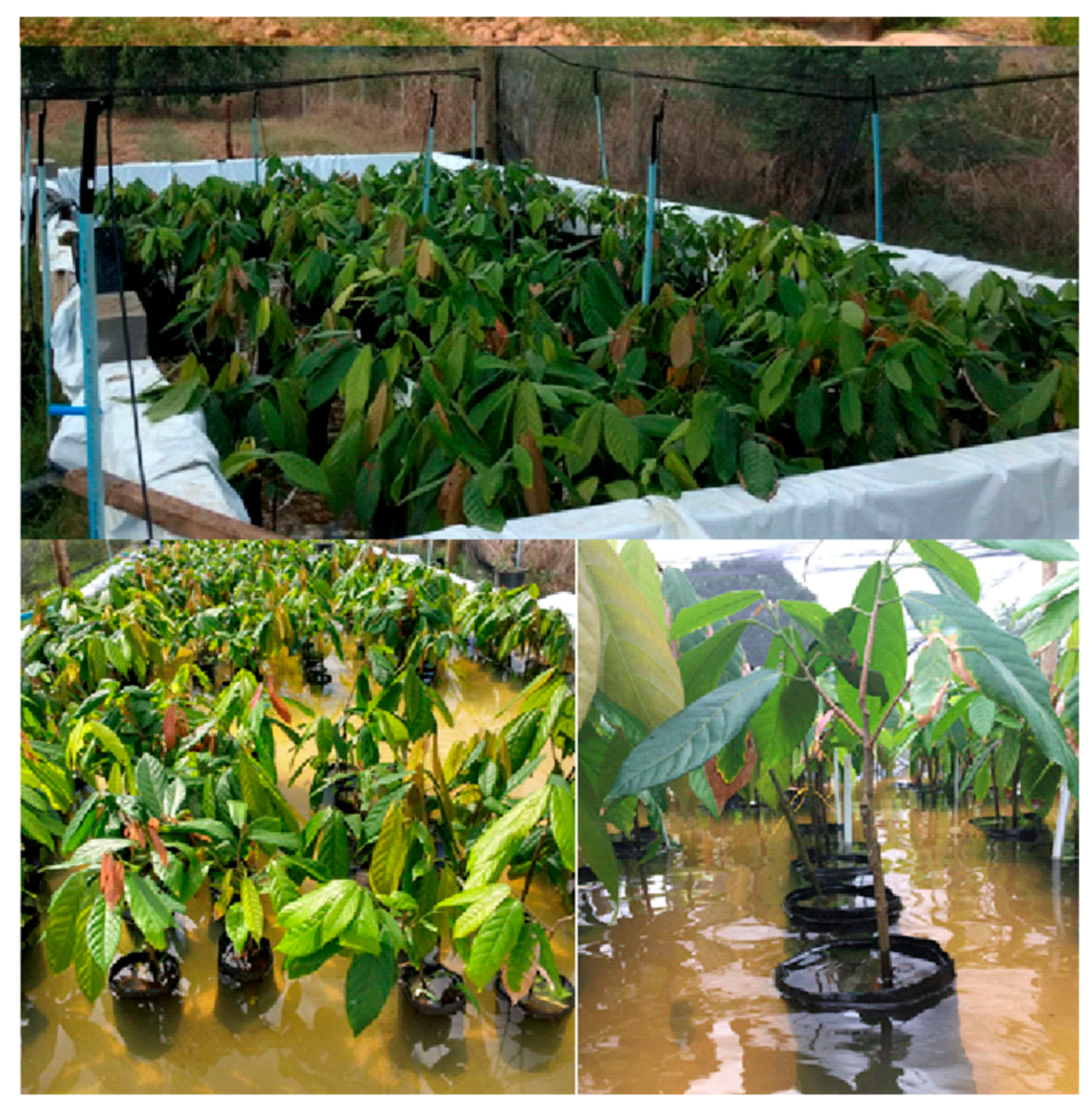 Plants 15 00122 g002 Plants 15 00122 g002
