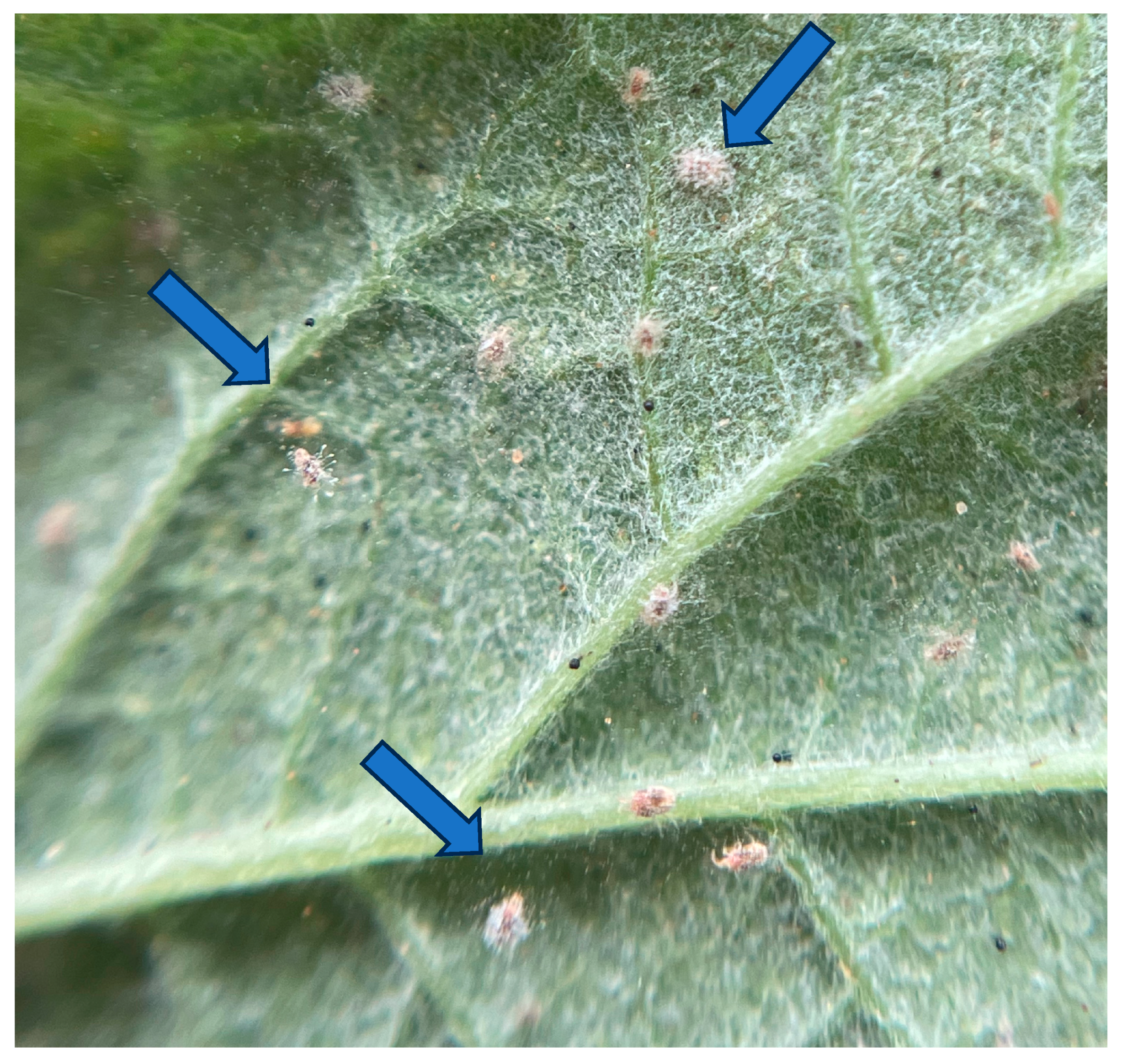 Plants 15 00144 g001