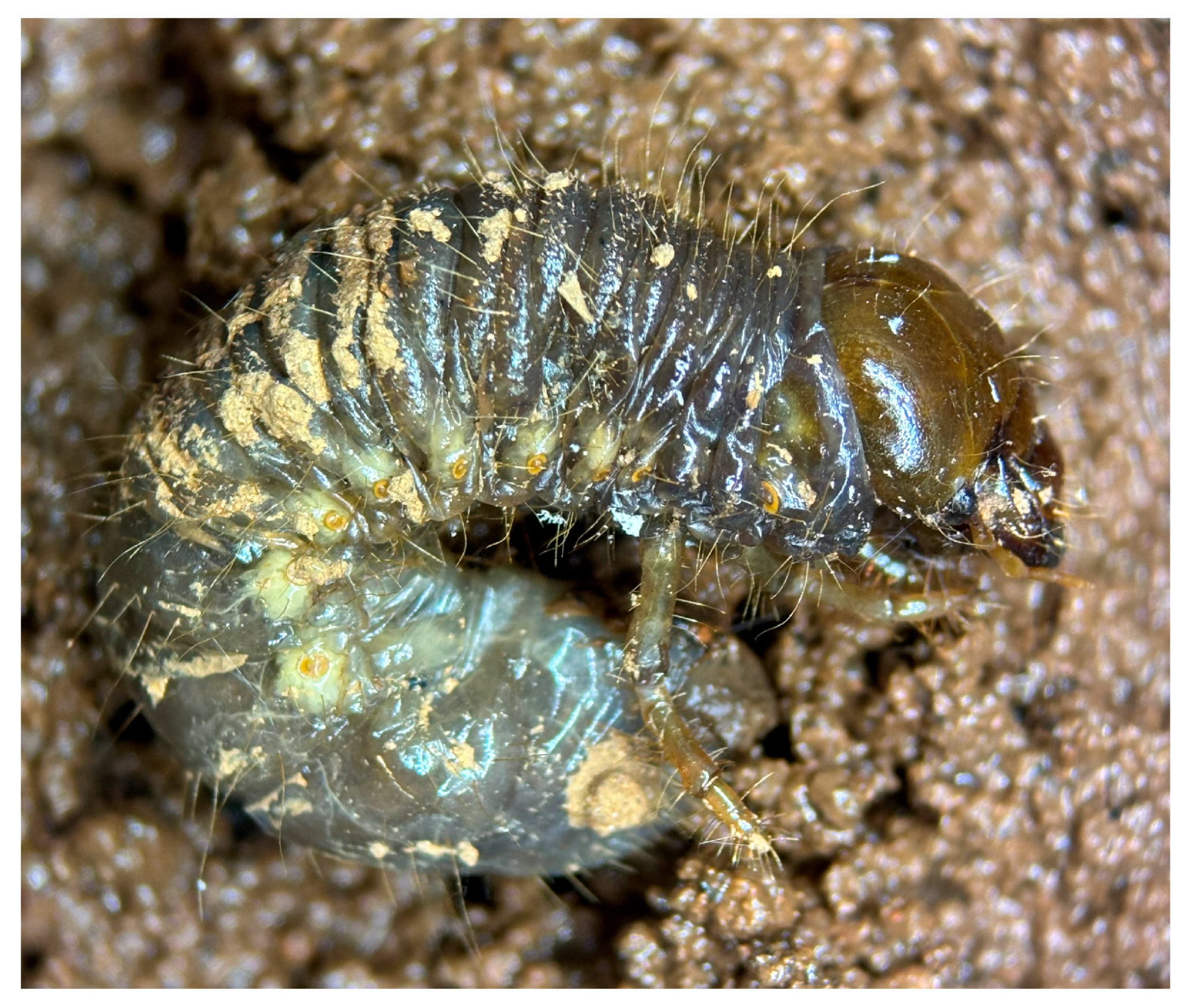 Plants 15 00144 g002