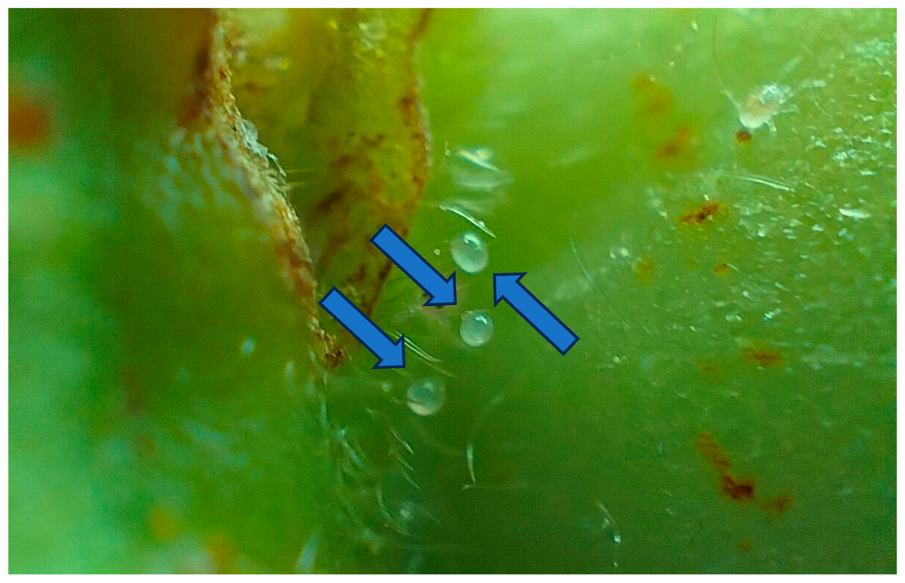 Plants 15 00144 g003