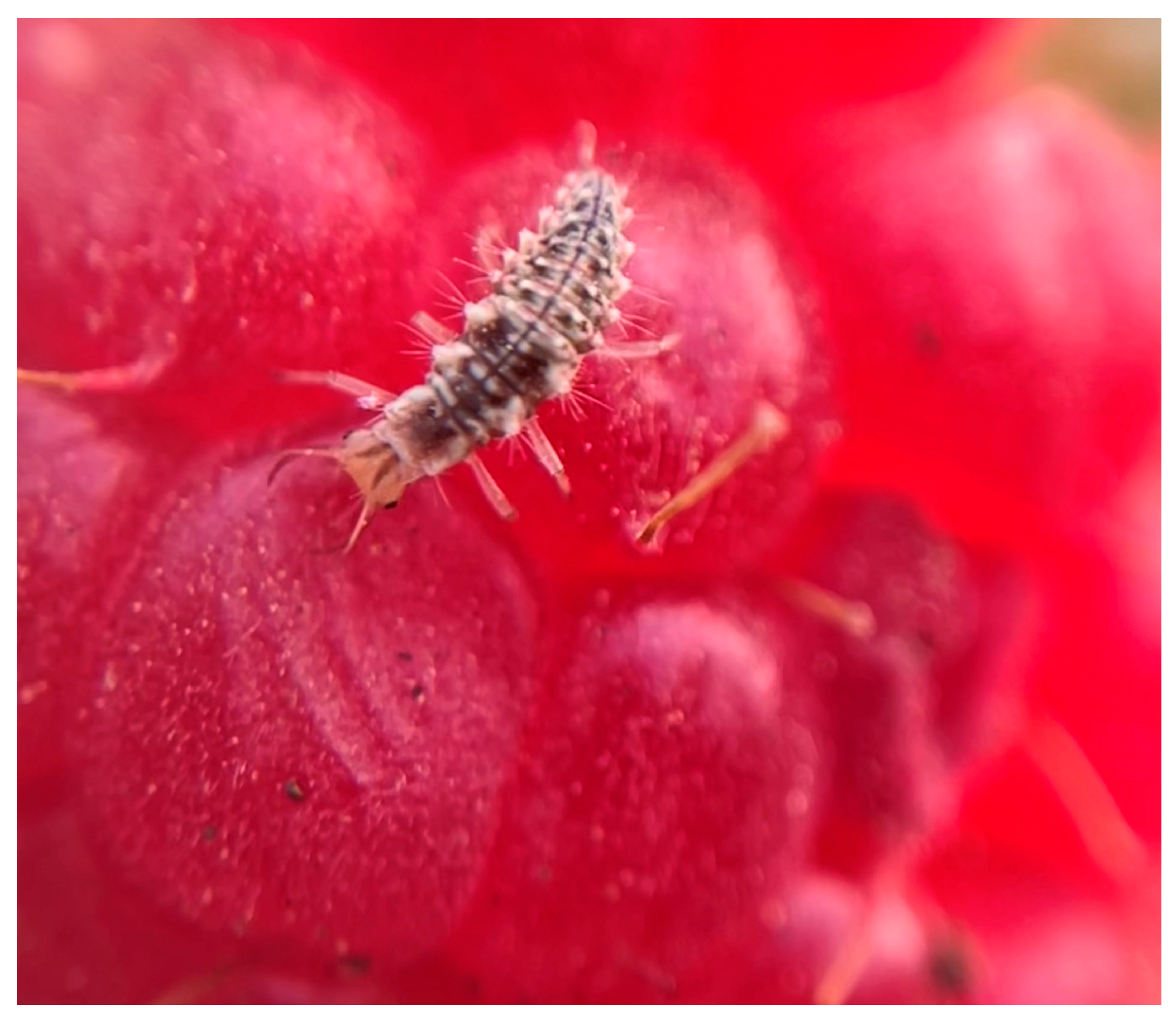 Plants 15 00144 g004