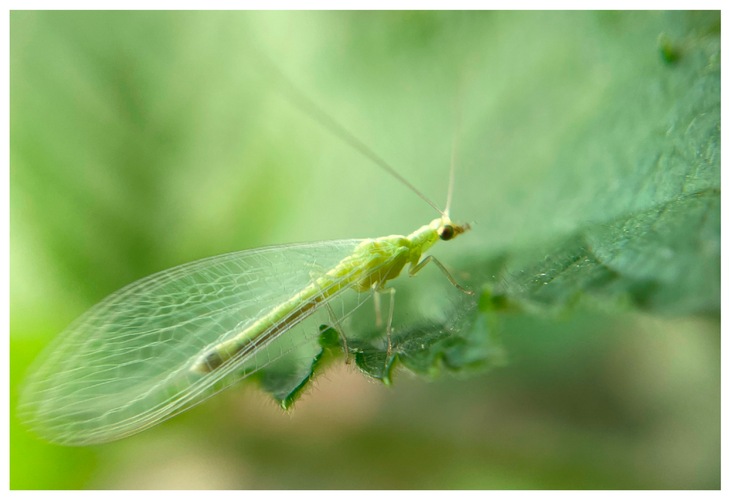 Plants 15 00144 g005