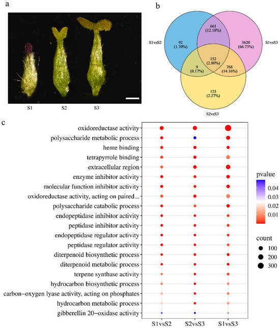 Comprehensive profiling of DEGs and functional enrichment during pistil development in S. linearistipularis. (a) Pistil developmental morphology in S. linearistipularis. From left to right: Stage S1, S2, and S3, respectively. Scale bar = 500 μm; (b) Venn diagram of DEGs from each comparison group; (c) GO enrichment analysis of DEGs for each comparison group.