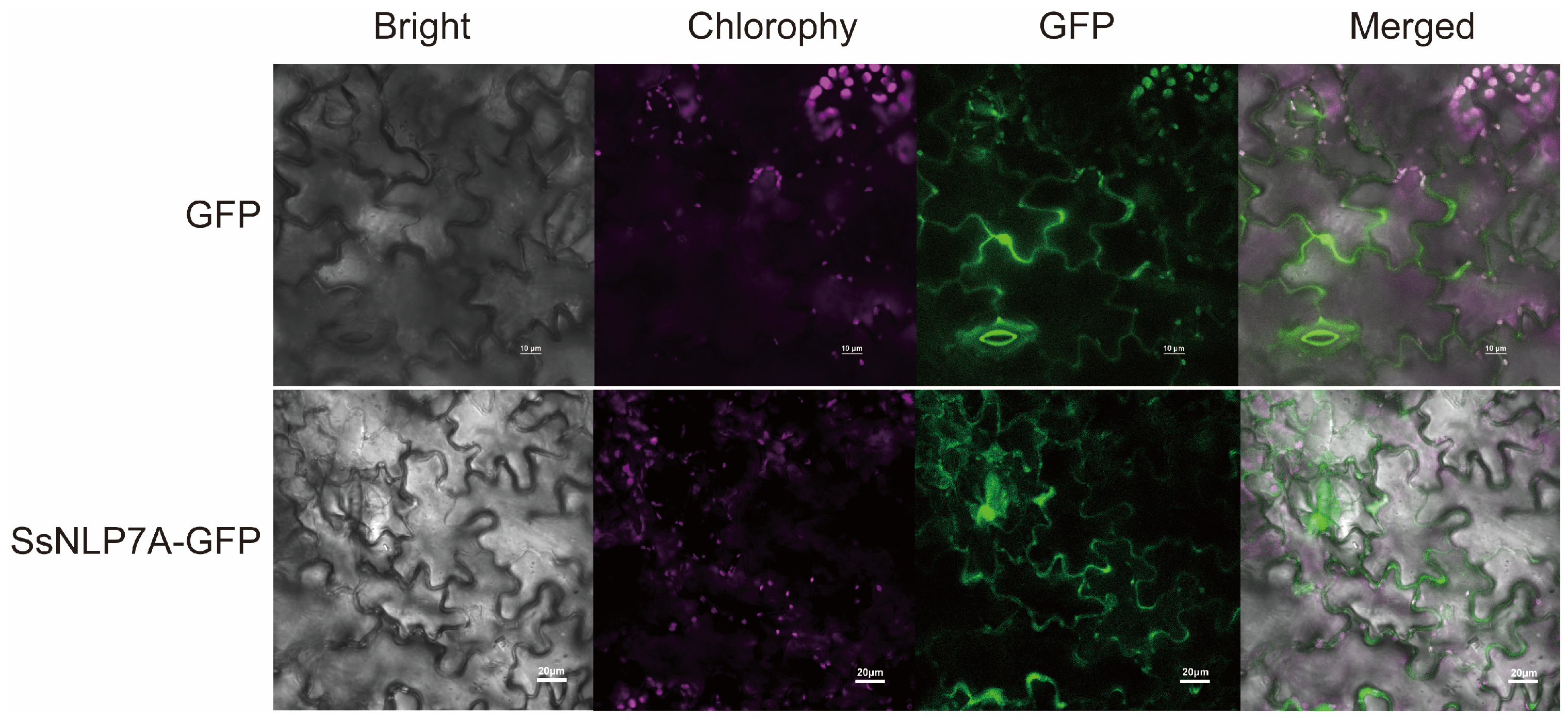 Plants 15 00175 g003