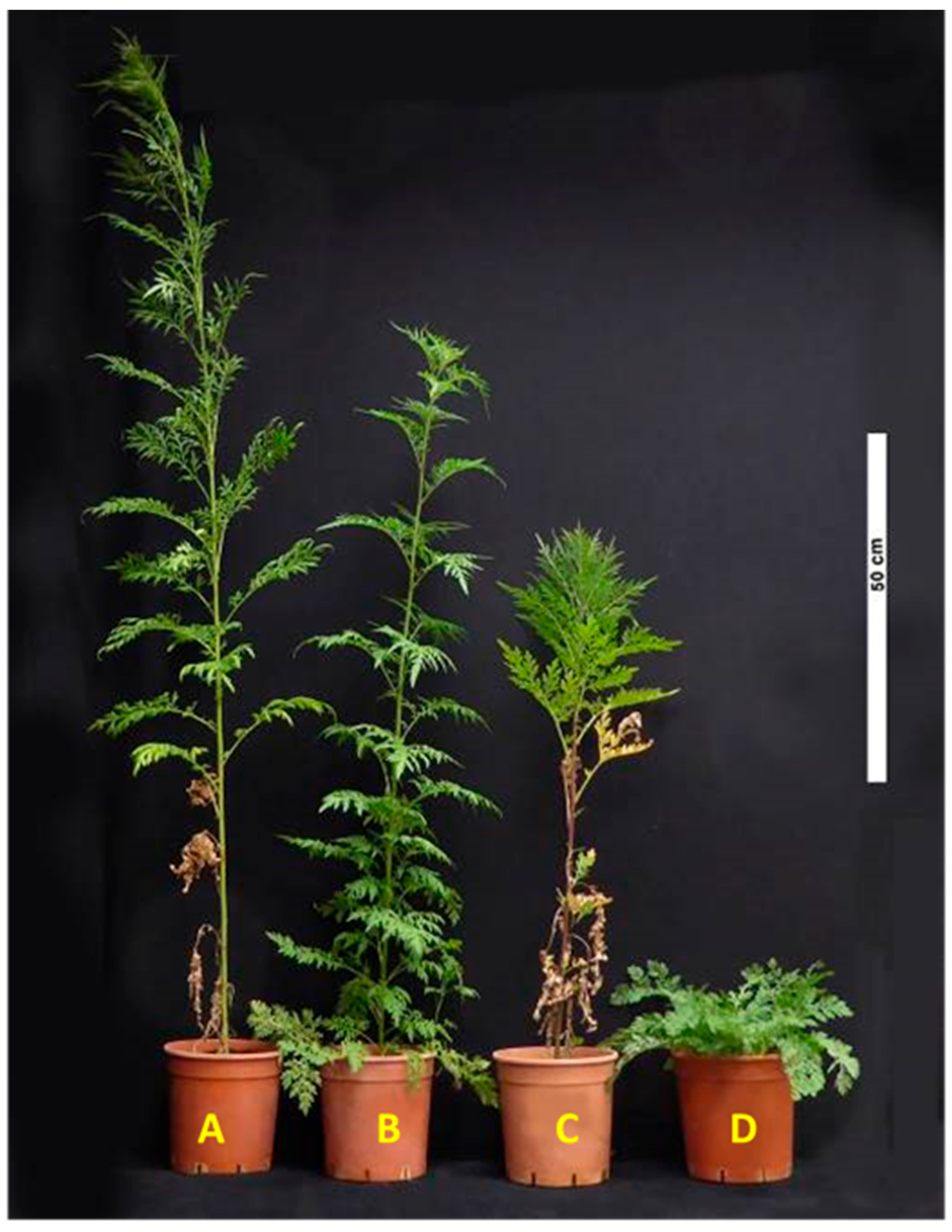 Plants 15 00214 g005 Plants 15 00214 g005