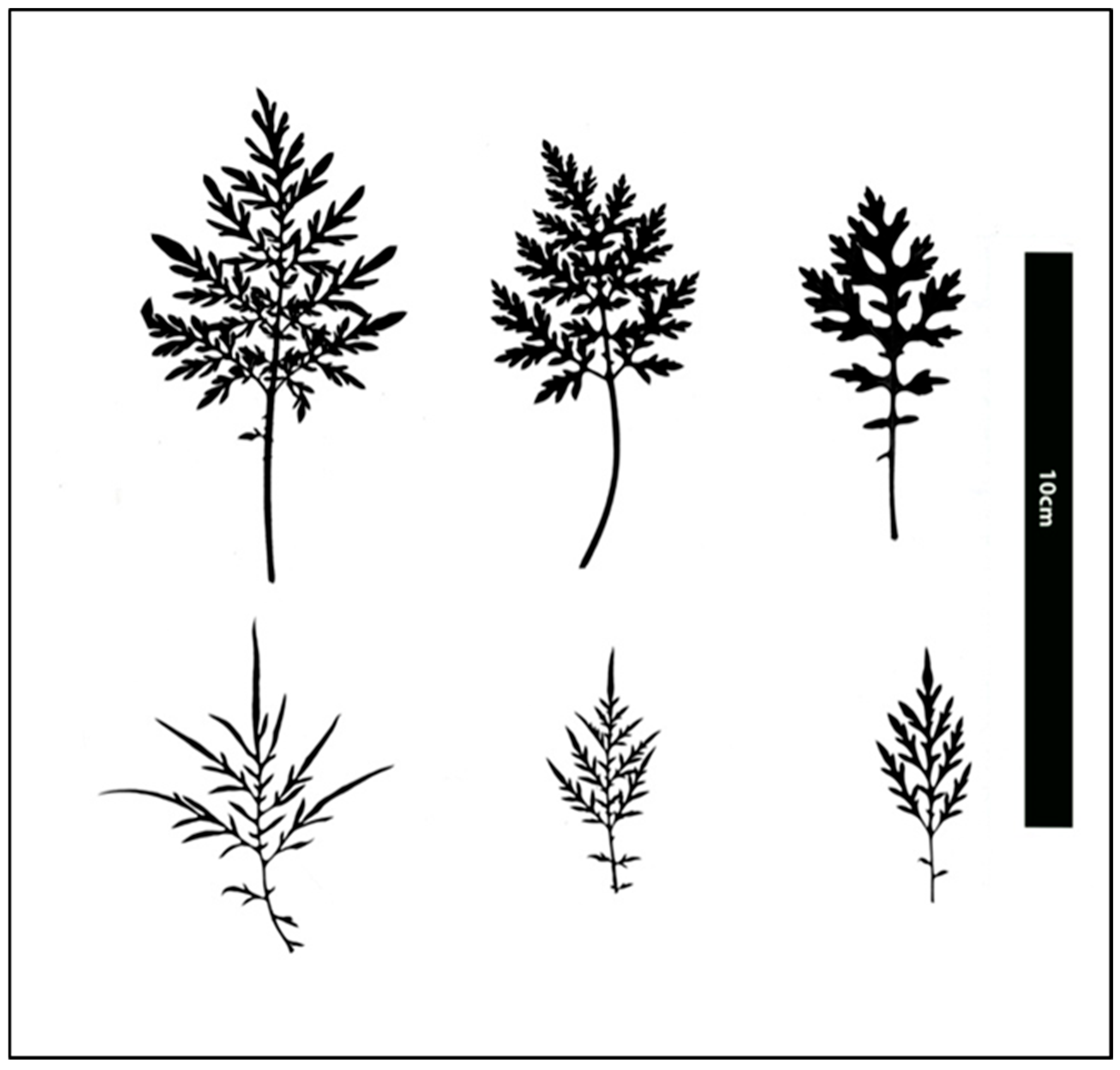 Plants 15 00214 g006 Plants 15 00214 g006