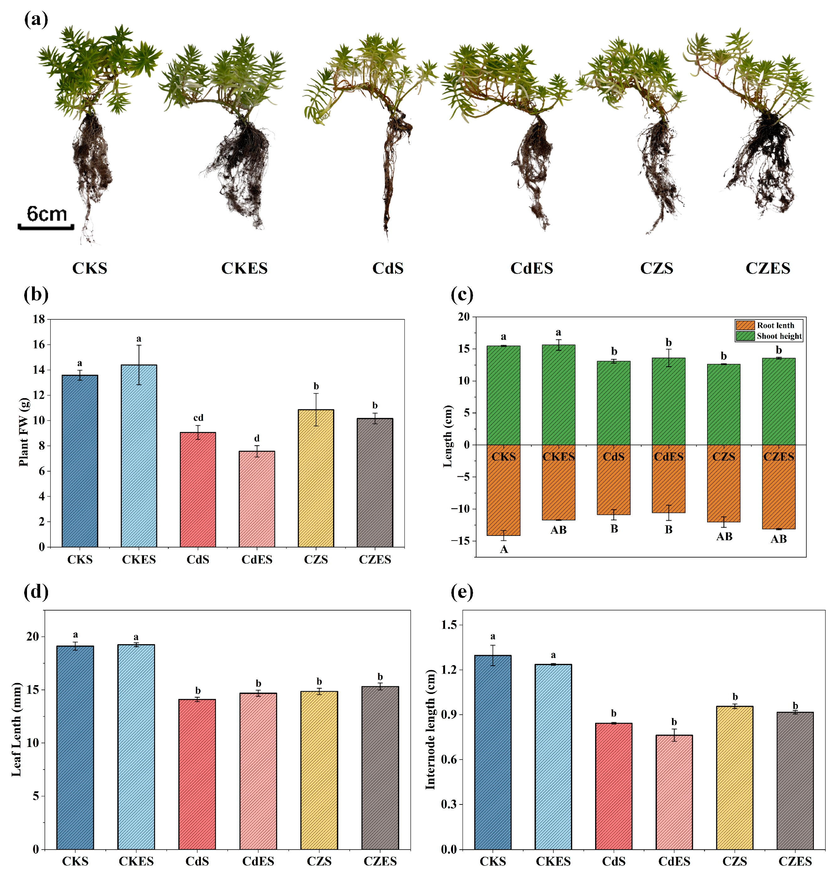 Plants 15 00231 g001