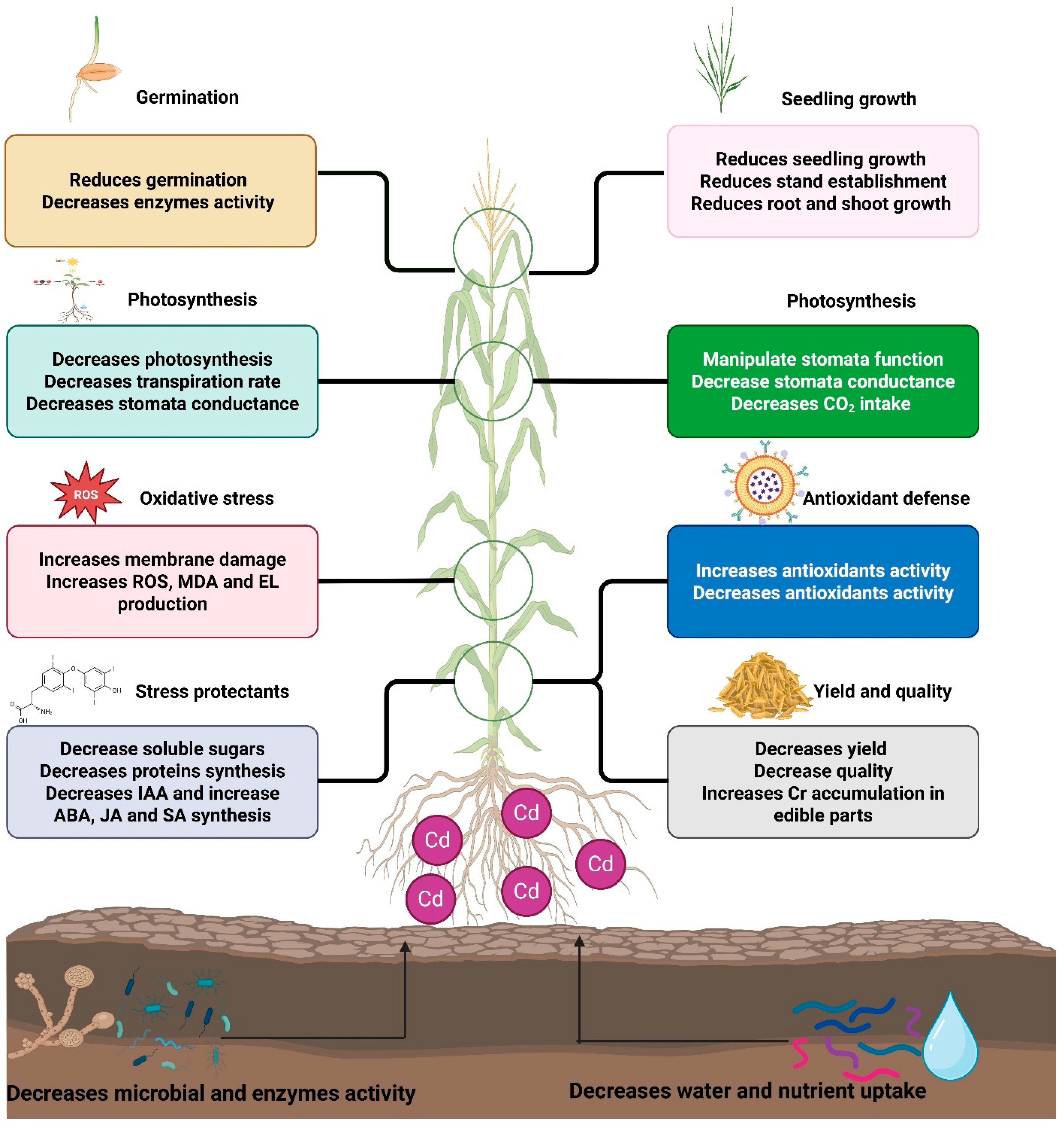 Plants 15 00234 g001
