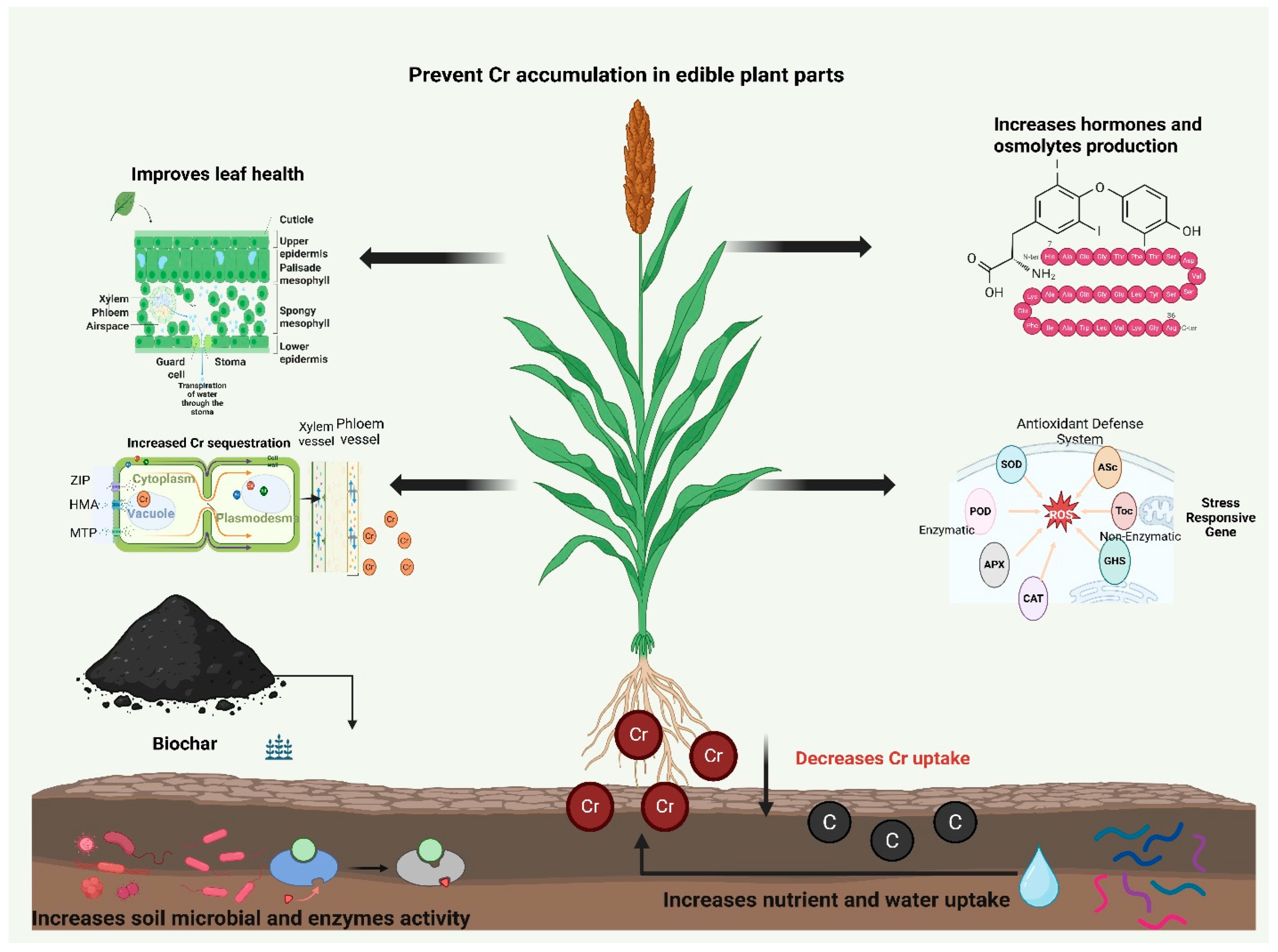 Plants 15 00234 g002