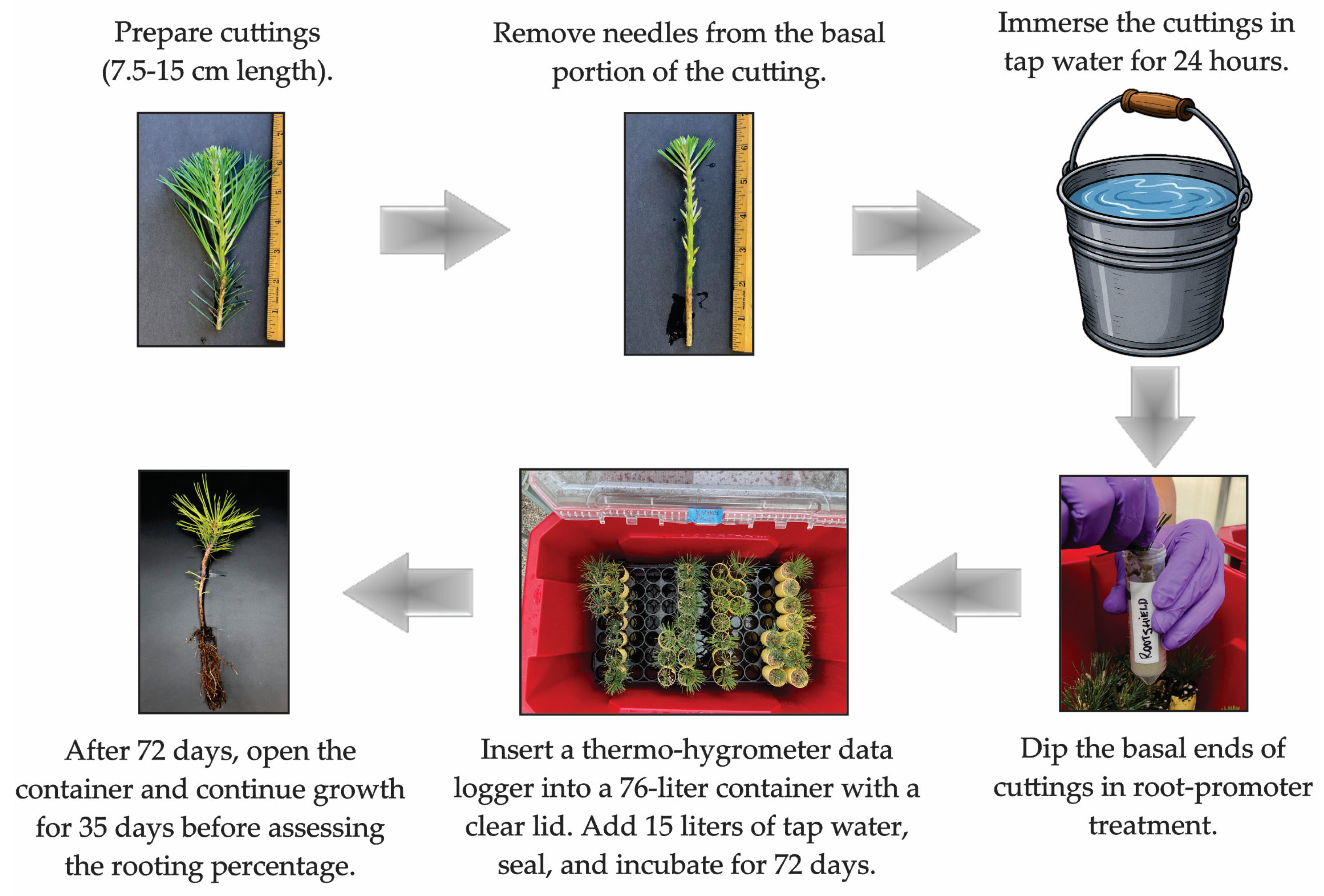 Plants 15 00237 g002