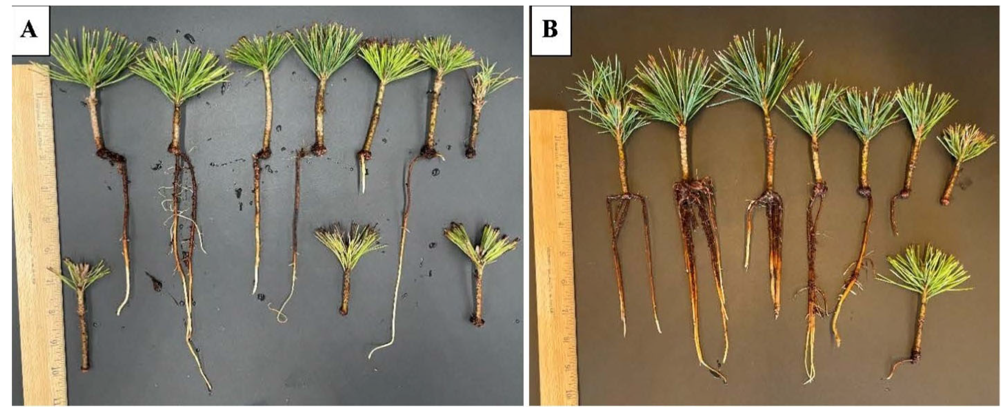 Plants 15 00237 g007