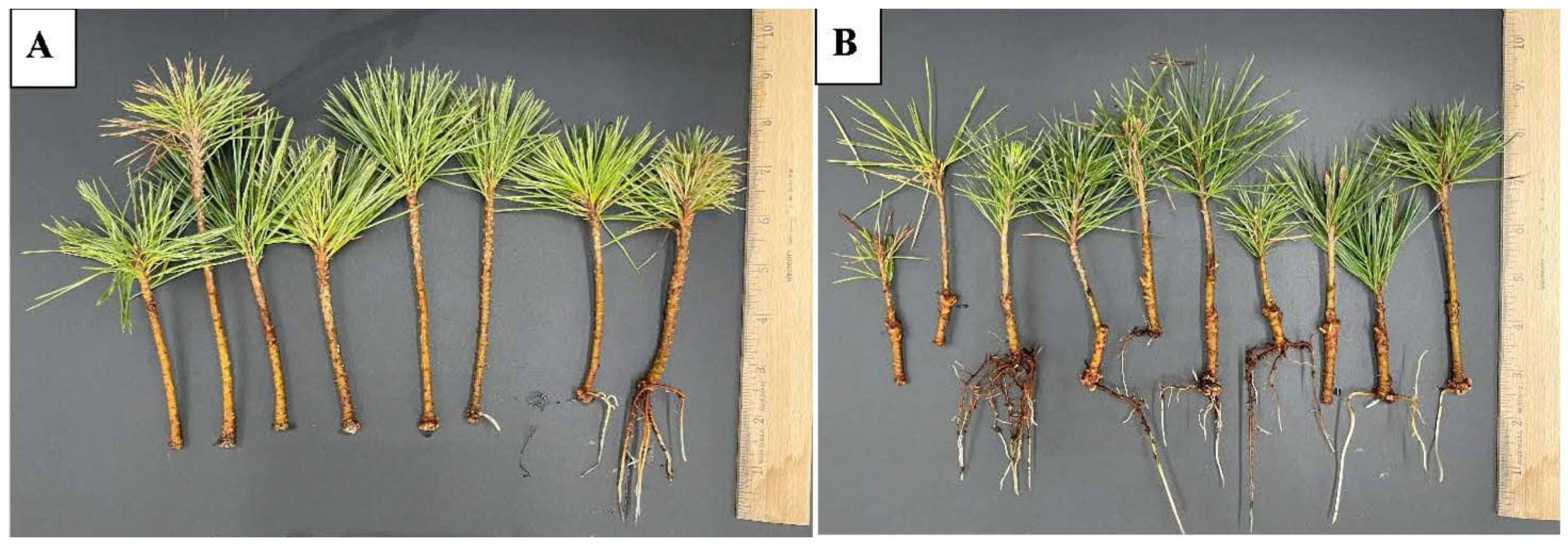 Plants 15 00237 g008