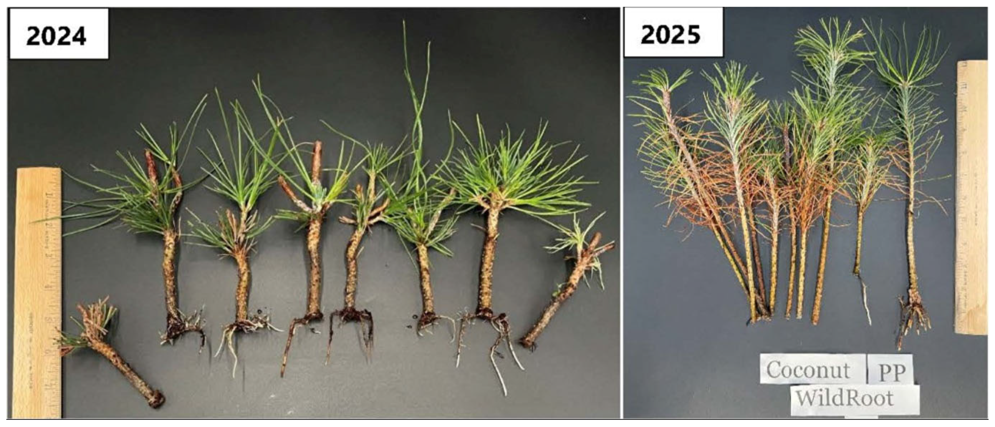 Plants 15 00237 g009