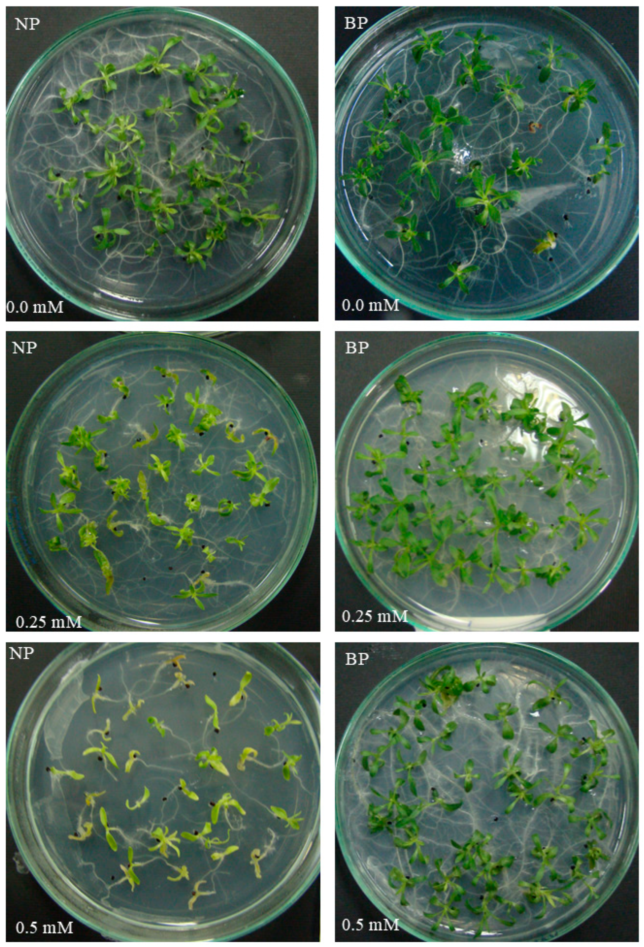 Plants 15 00257 g003 Plants 15 00257 g003
