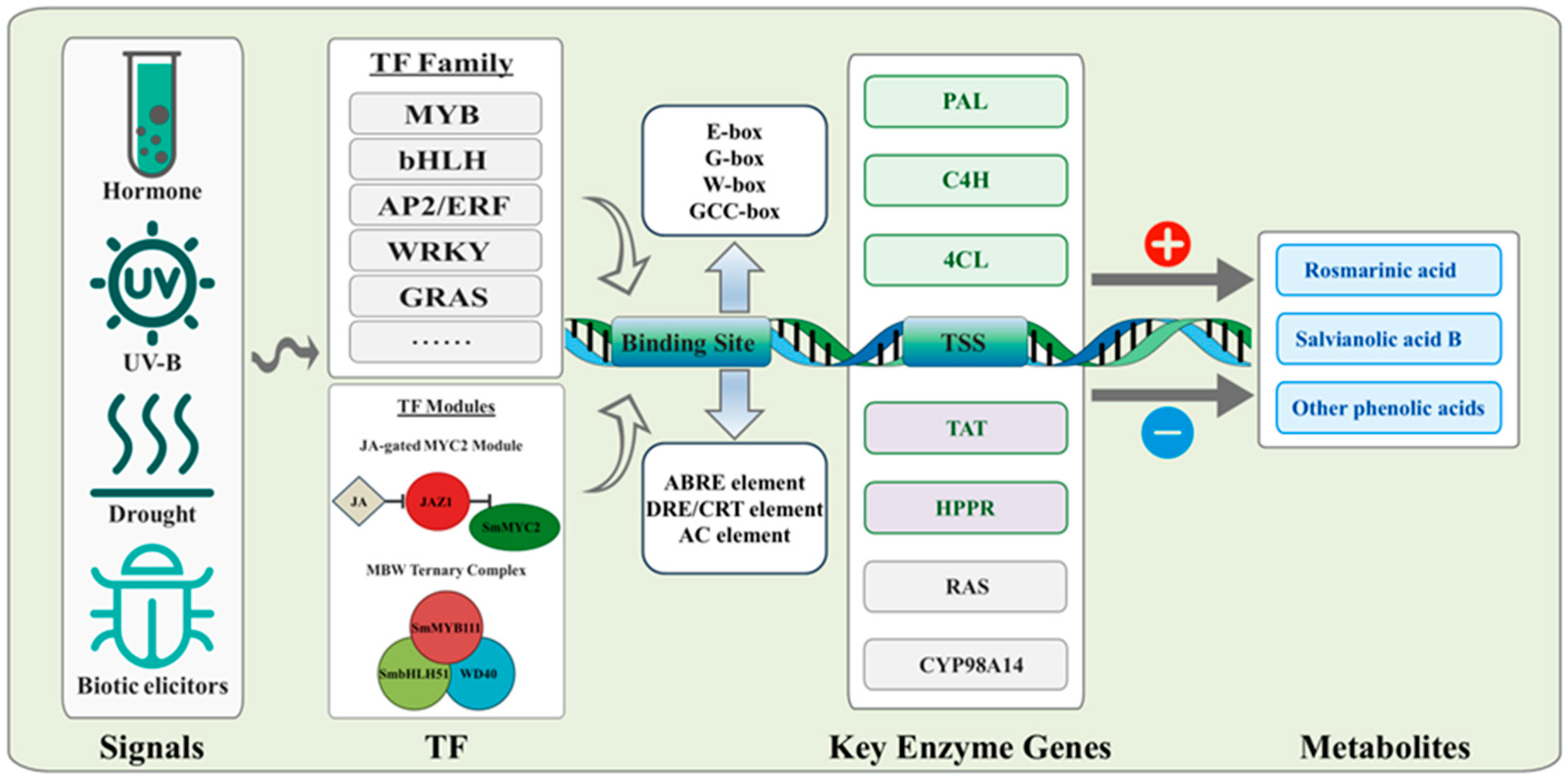 Plants 15 00263 g001