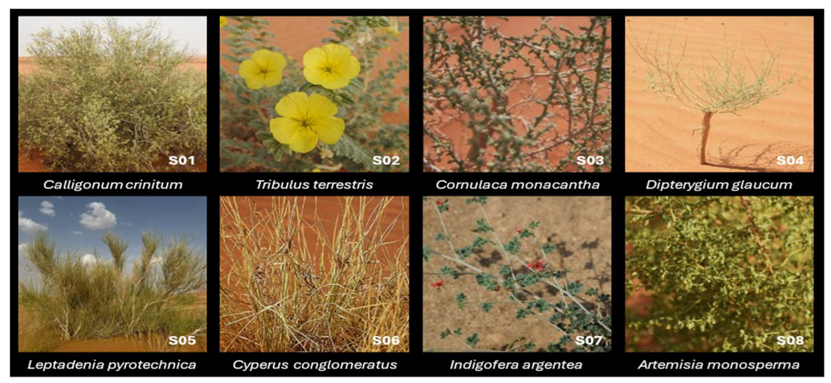 Plants 15 00295 g001