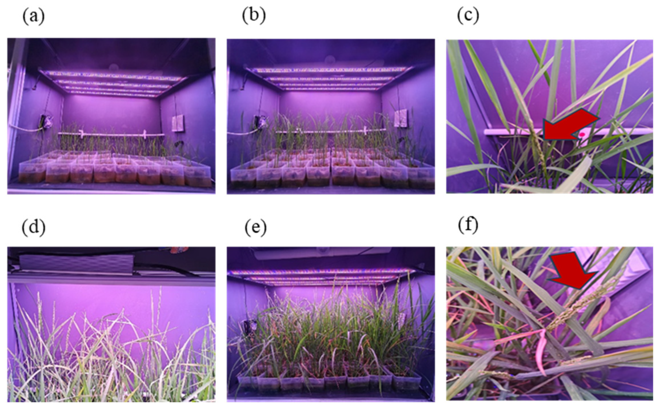 Plants 15 00343 g006 Plants 15 00343 g006