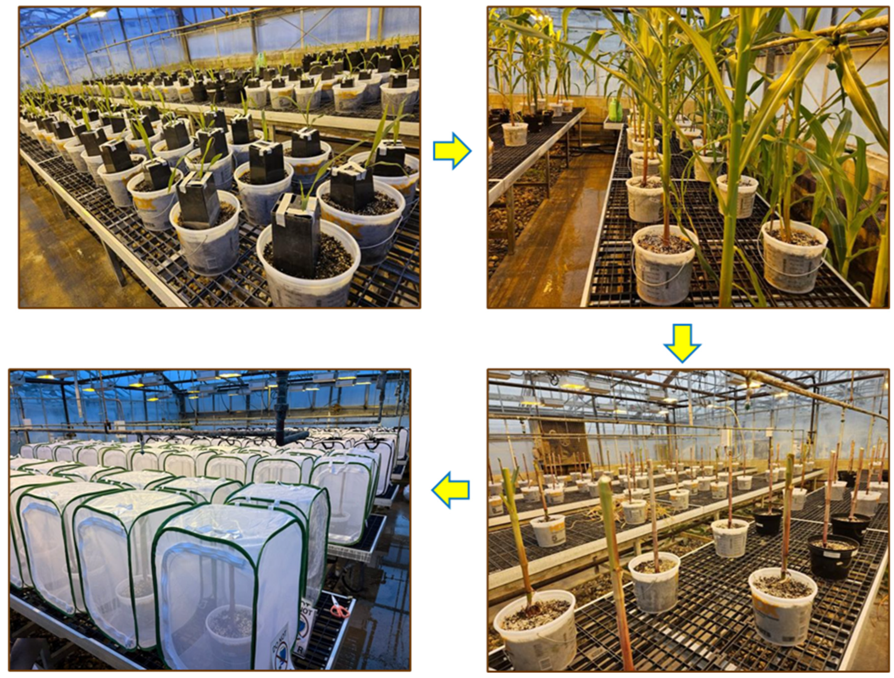 Plants 15 00367 g001