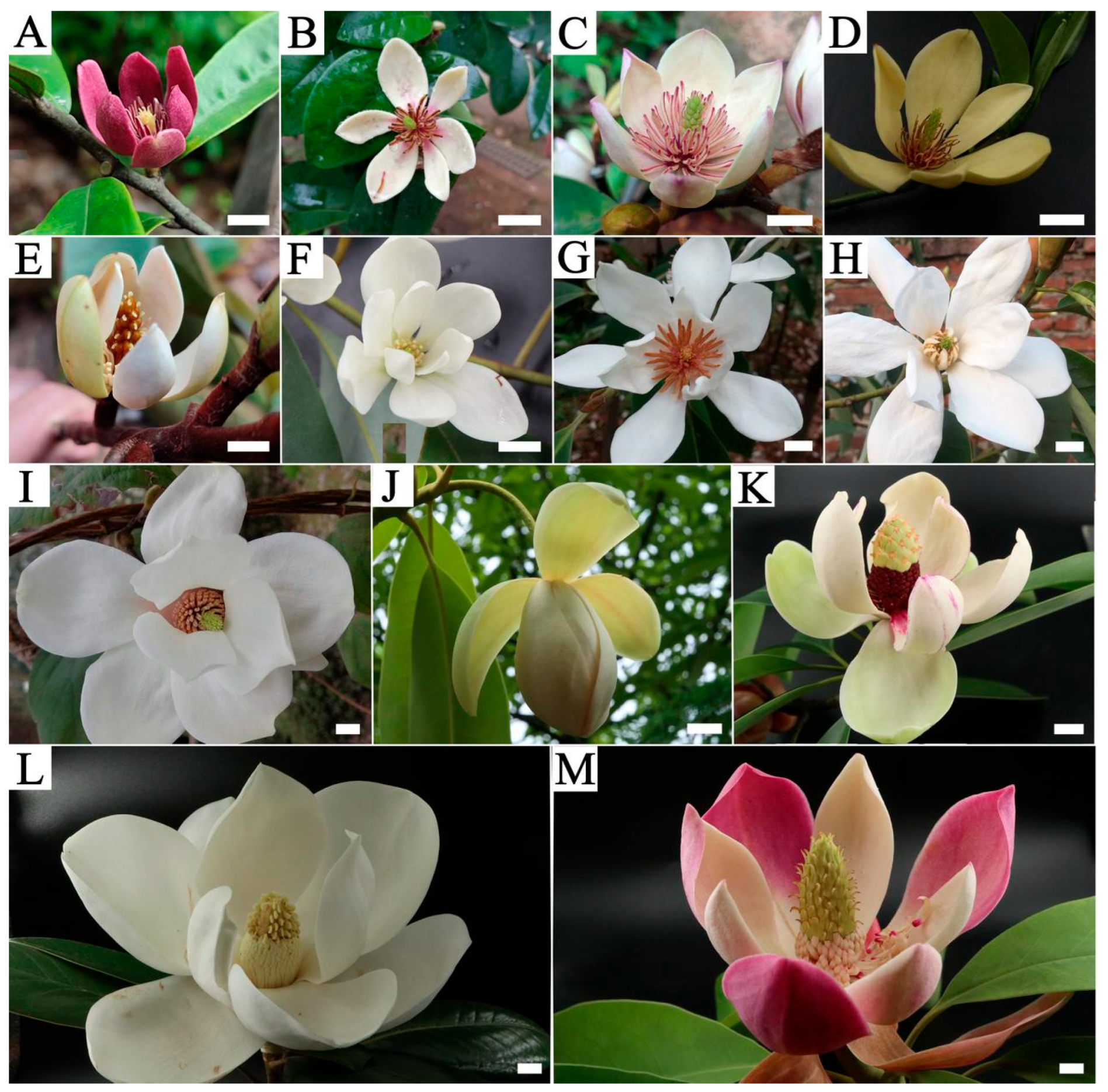 Plants 15 00374 g009 Plants 15 00374 g009