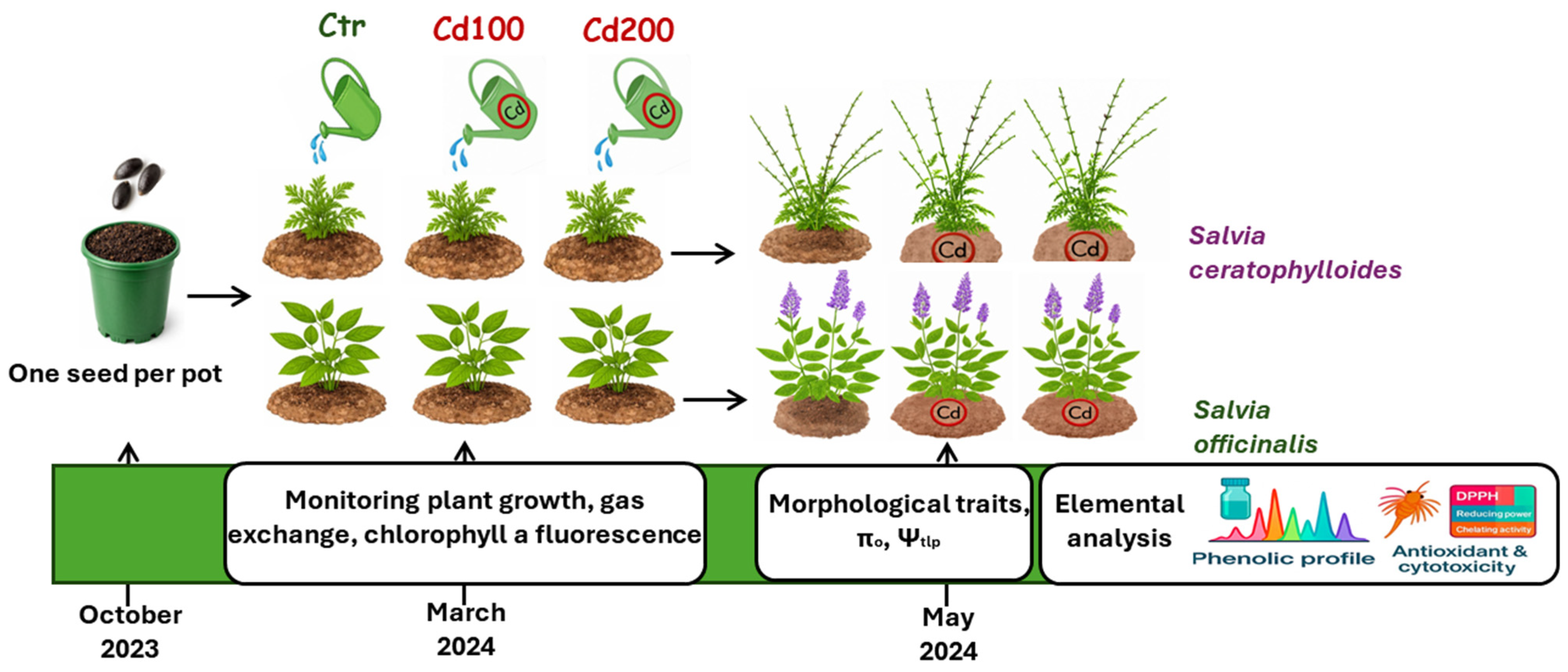 Plants 15 00375 g001 Plants 15 00375 g001