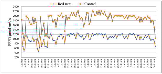 Maximum value of PAR in May, June, July, and August 2024 (control—open field and red shade net). PAR—Photosynthetically active radiation.