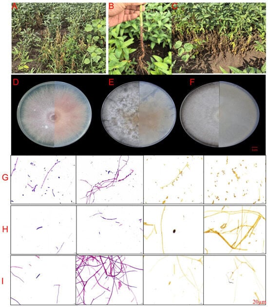 Field symptoms and colony morphology of Fusarium species isolated from soybean root rot in Harbin, Northeast China. (A–C) Field symptoms at three collection sites showing characteristic root rot syndrome: stunted plants with wilting foliage, root necrosis, and reduced stand density. (D–F) Colony morphology on potato dextrose agar after 7 days at 26 °C, showing both obverse (upper surface) and reverse (underside) views. (D) Fusarium oxysporum isolate A3 (Type I) displaying characteristic white to pinkish-purple coloration with flocculent aerial mycelium (obverse) and pale pink to purplish-red pigmentation (reverse); (E) F. equiseti isolate B2 (Type II) showing yellowish-brown pigmentation with cotton-like texture and orange center; (F) F. brachygibbosum (Type III isolate) exhibiting light brown, velvety colony texture. Scale bar in panel F = 1 cm (applies to D–F). (G–I) Microscopic features visualized through light microscopy. (G) F. oxysporum isolate A3: septate hyphae (left panels) and characteristic microconidia and macroconidia (right panels) showing oval to kidney-shaped microconidia and fusiform, slightly curved macroconidia with 3–5 septa; (H) F. equiseti: septate hyphae with occasional annular constrictions (left panels) and ellipsoidal microconidia with verrucose chlamydospores (right panels); (I) F. brachygibbosum: organized mycelial bundles (left panels) and notably curved macroconidia (right panels) with deep pigmentation. Scale bar in panel I = 20 μm (applies to G–I).